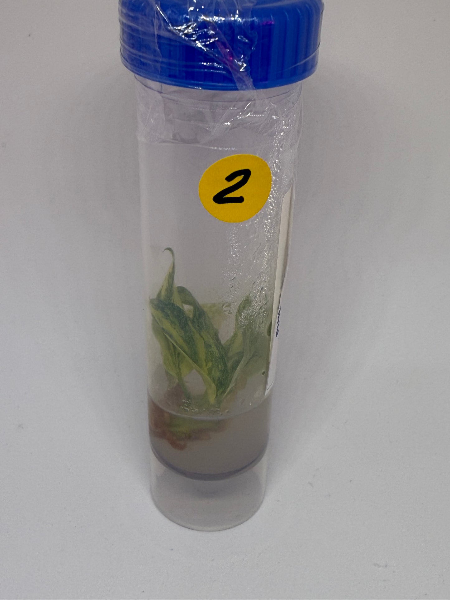 Philodendron green congo hybrid - 1 tissue culture plantlet