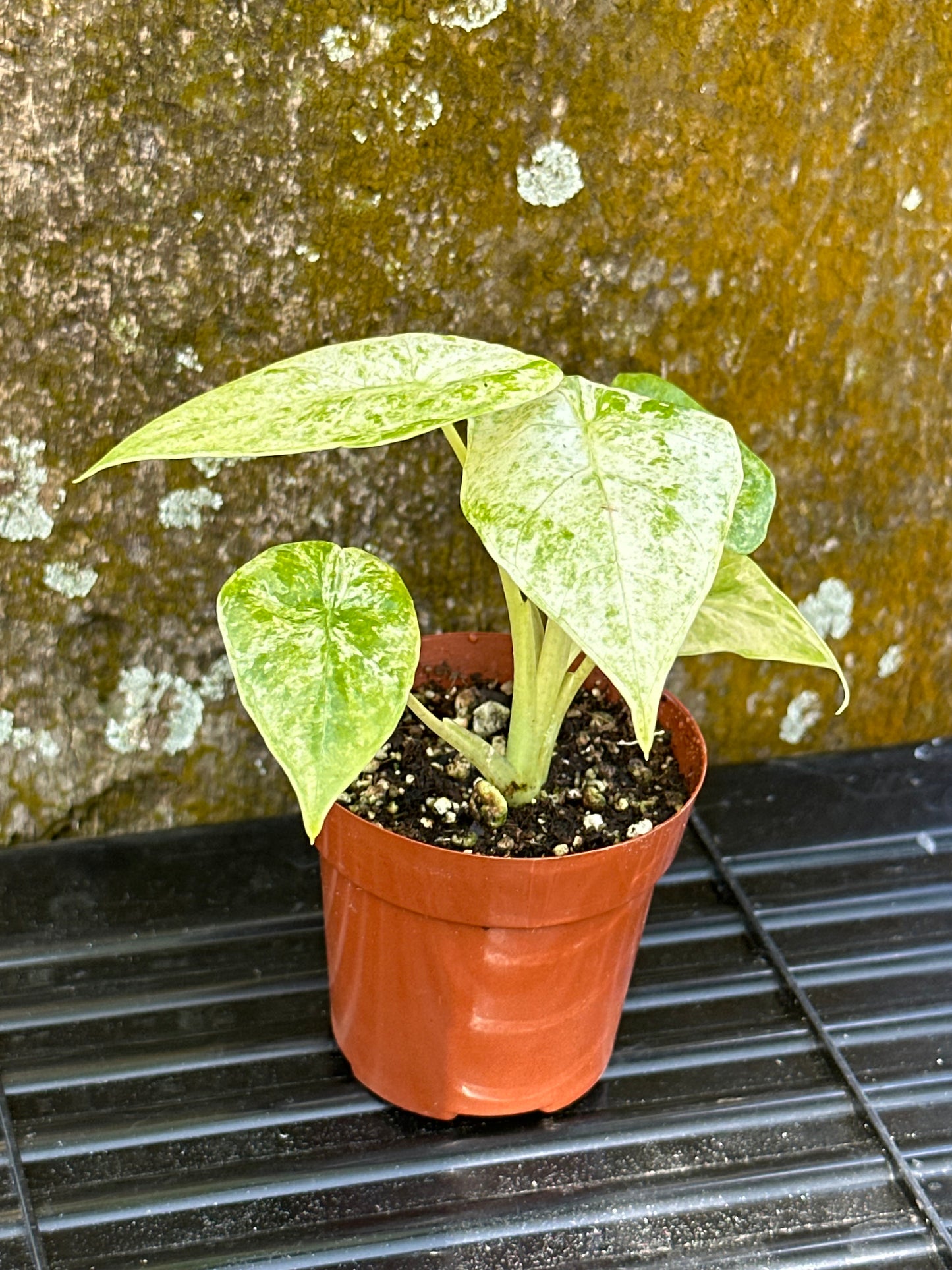 Alocasia odora batik (2in)