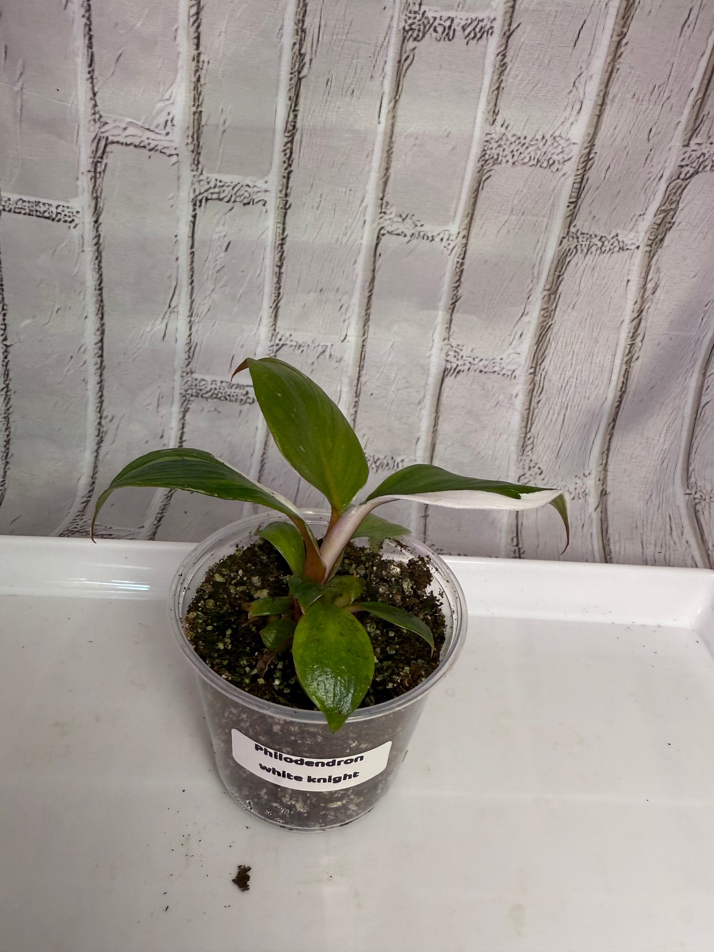 Philodendron white knight (2in)
