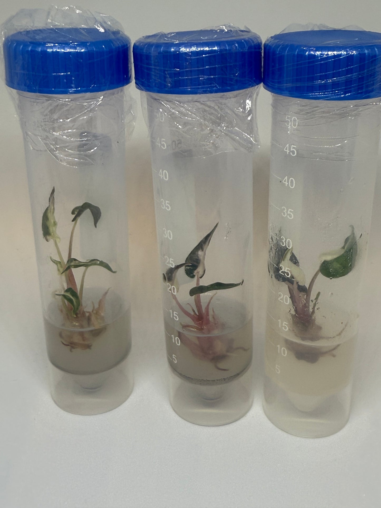 Alocasia bambino variegated- 1 tissue culture plantlet