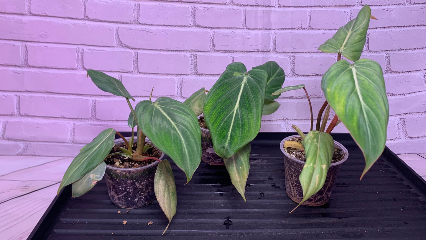 Philodendron gloriosum