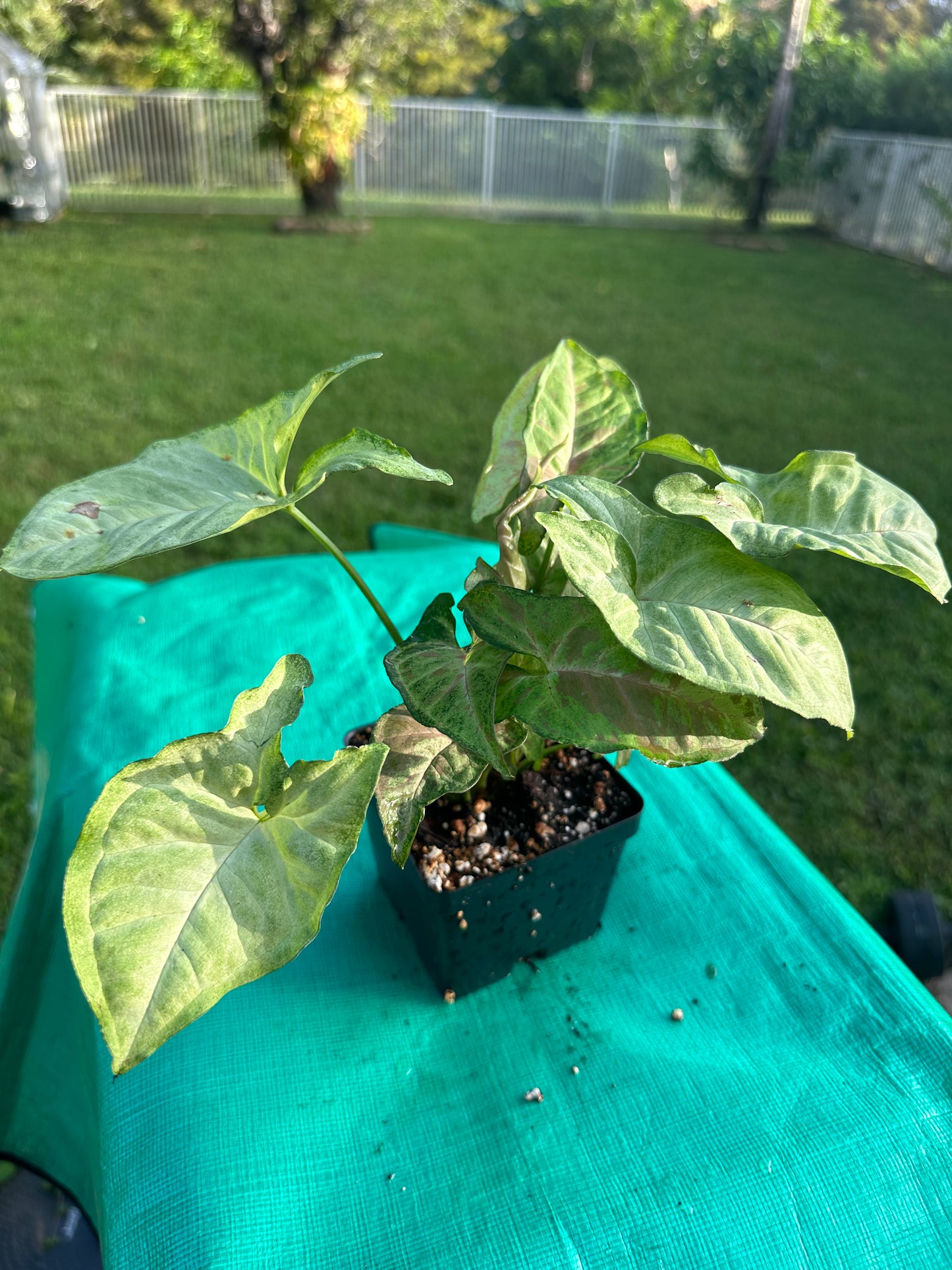 Syngonium milk confetti