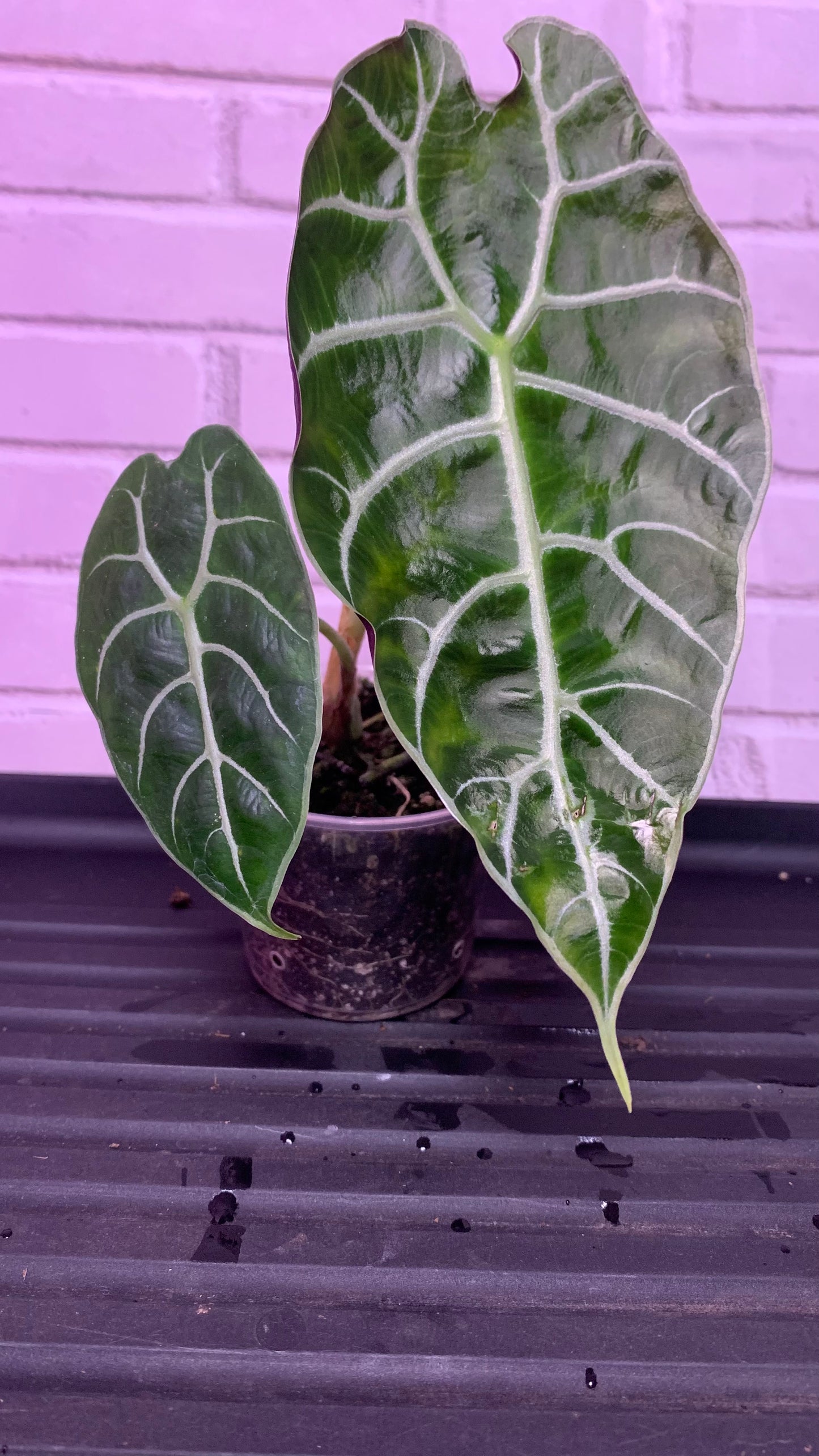 Alocasia watsoniana (2IN)