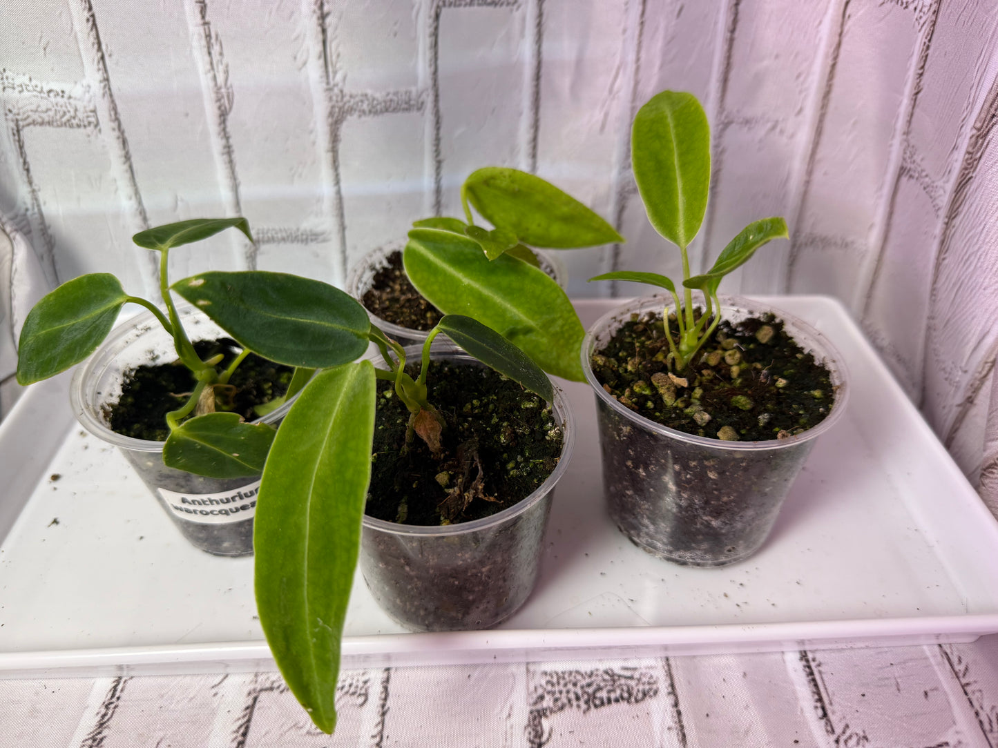 Anthurium warocqueanum (2in)