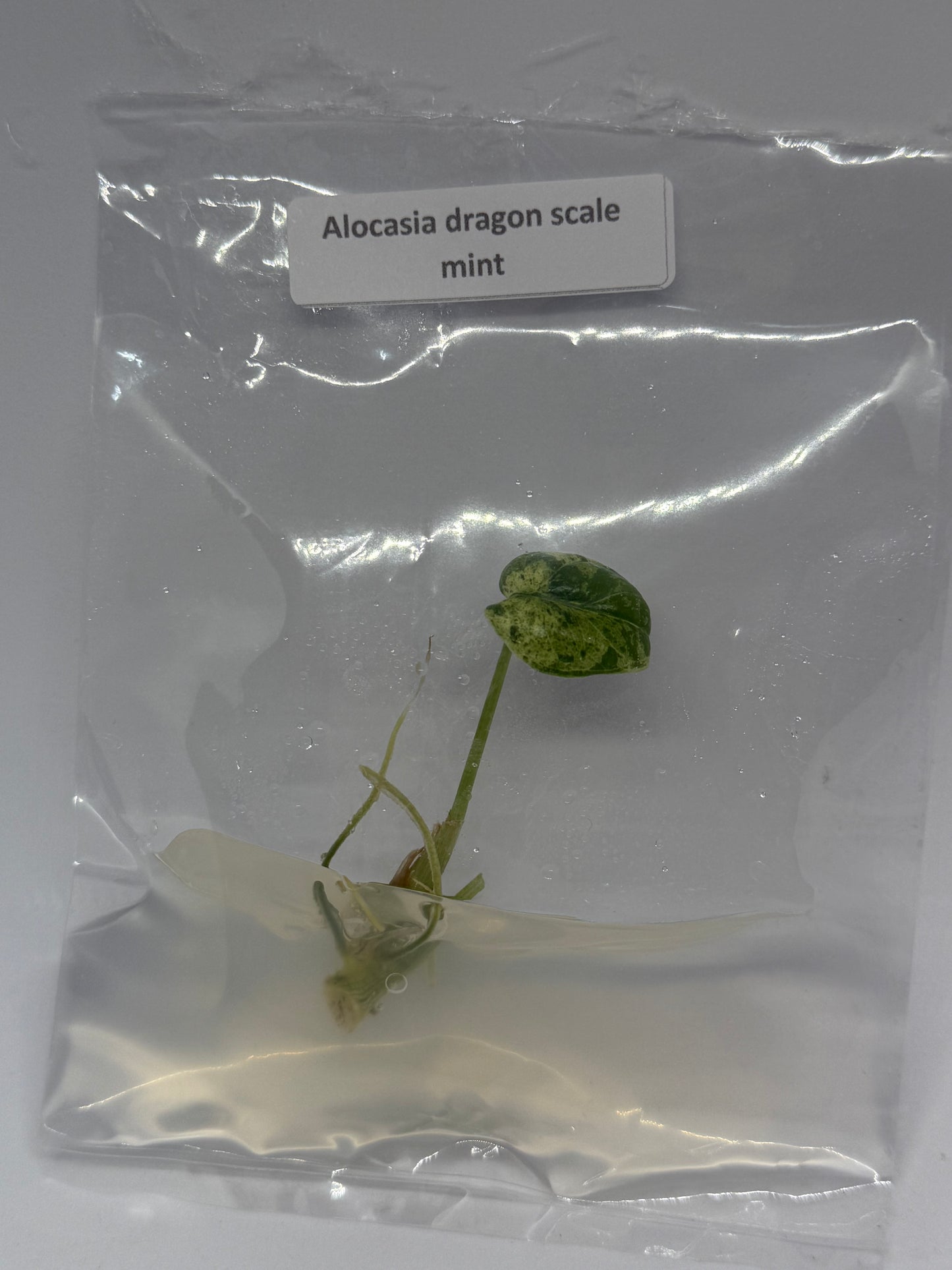 Alocasia dragon scale mint - 1 tissue culture plantlet