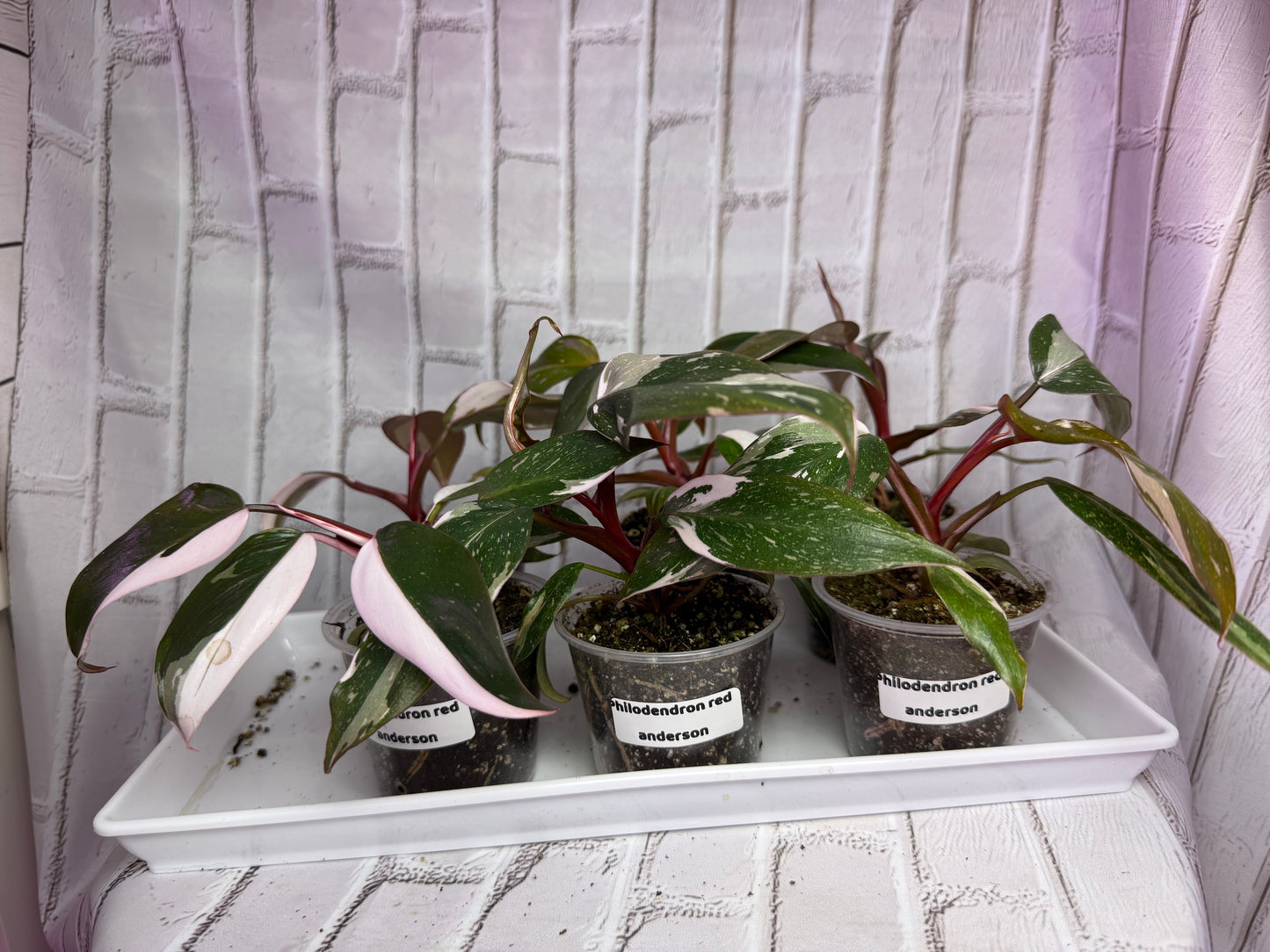 Philodendron red anderson marble (2in)