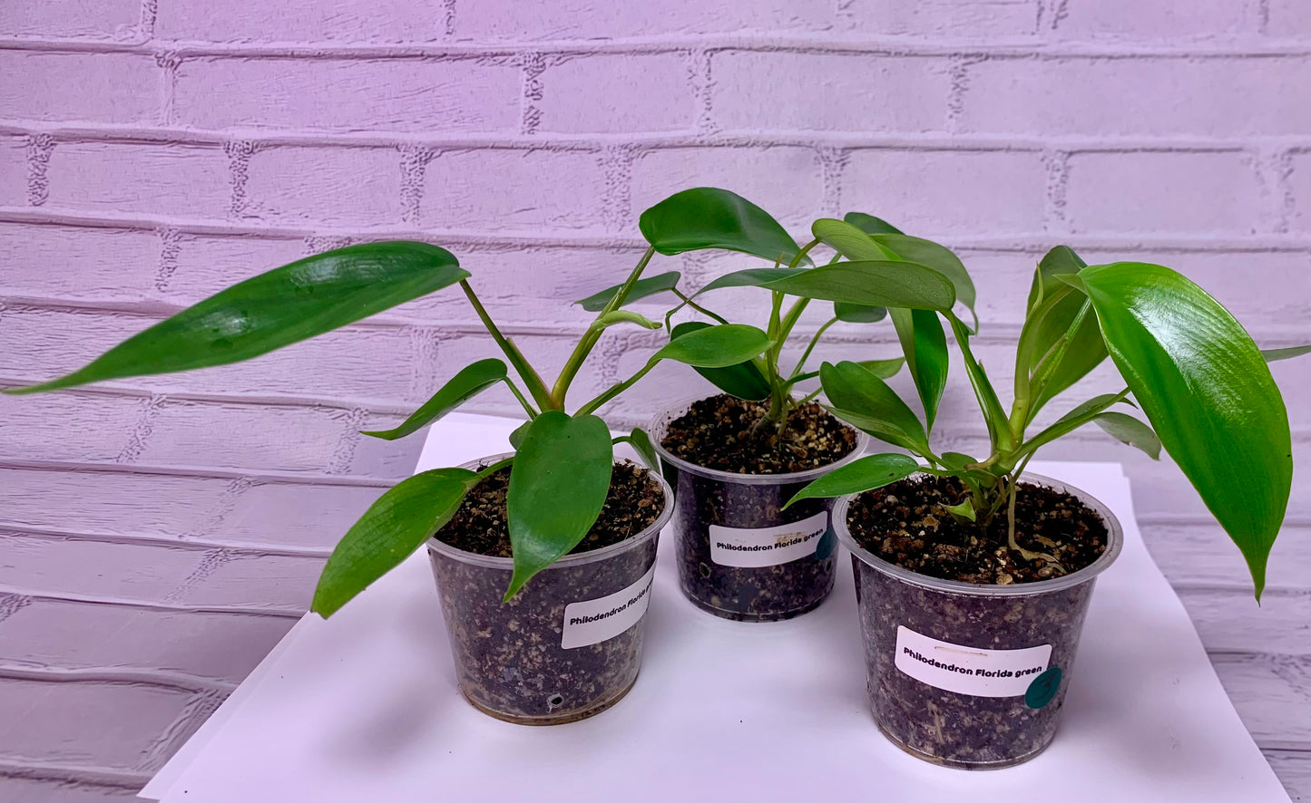 Philodendron Florida green