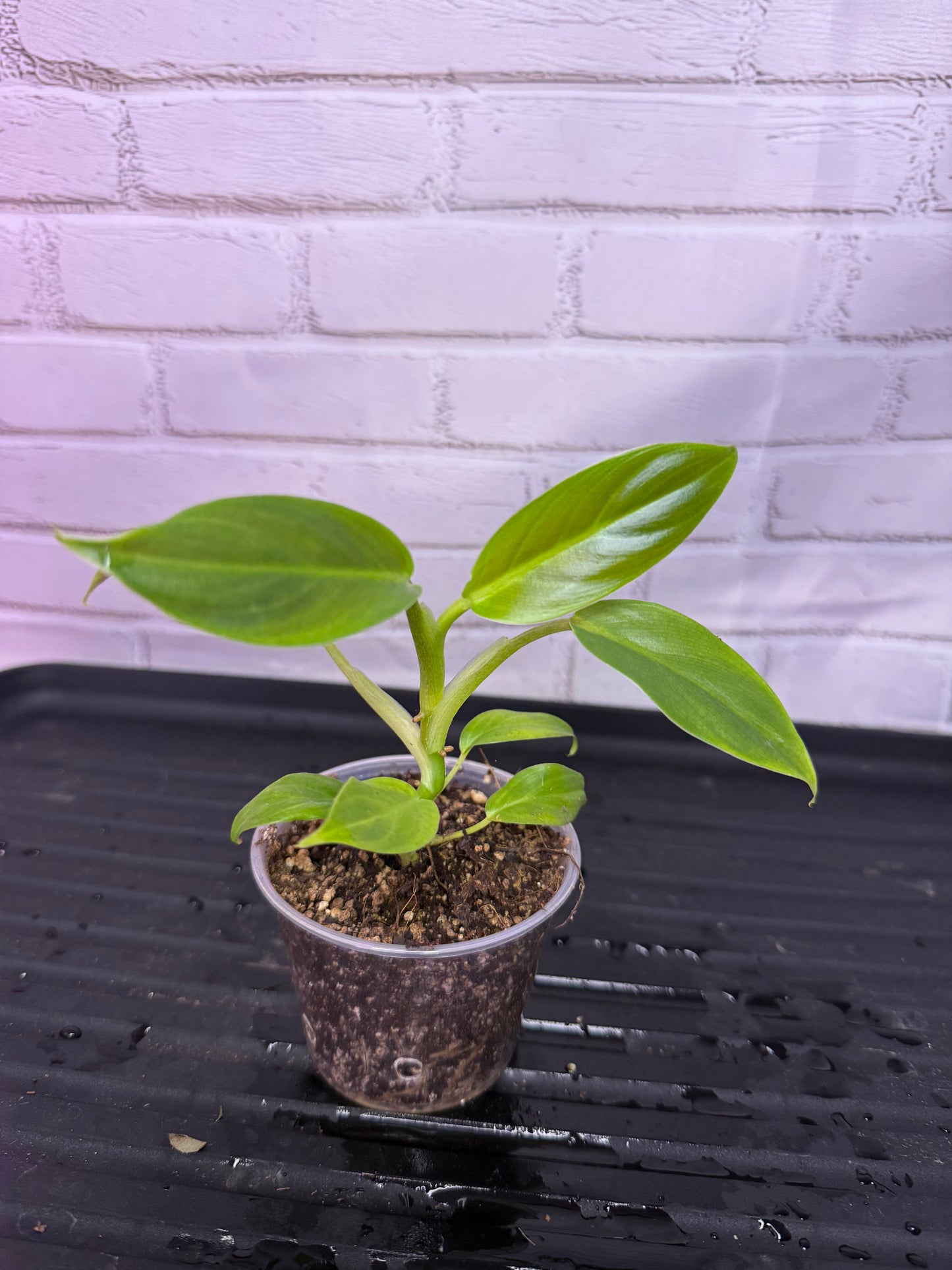 Philodendron subhastatum (2in)