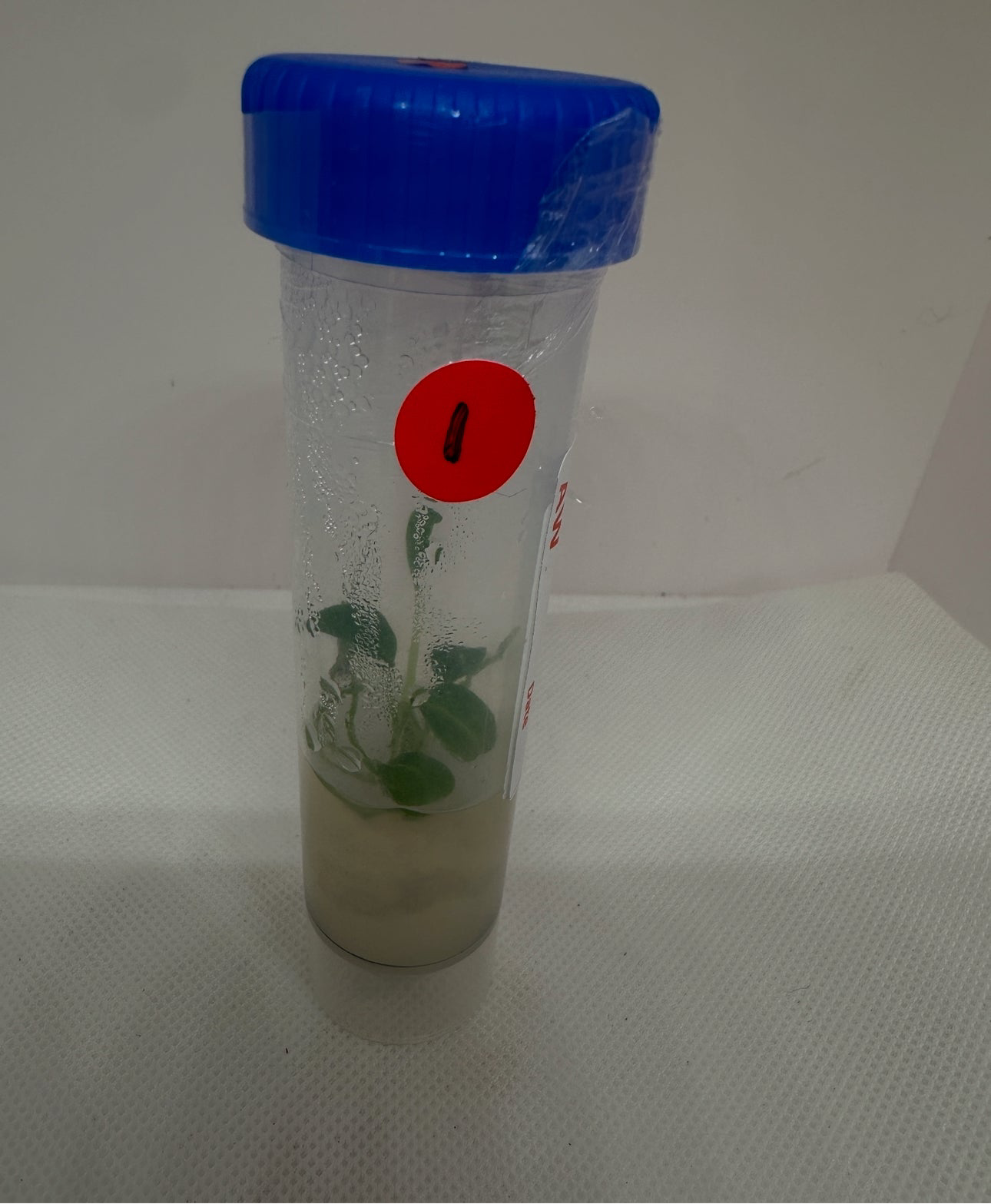 Anthurium warocqueanum - tissue culture plantlet