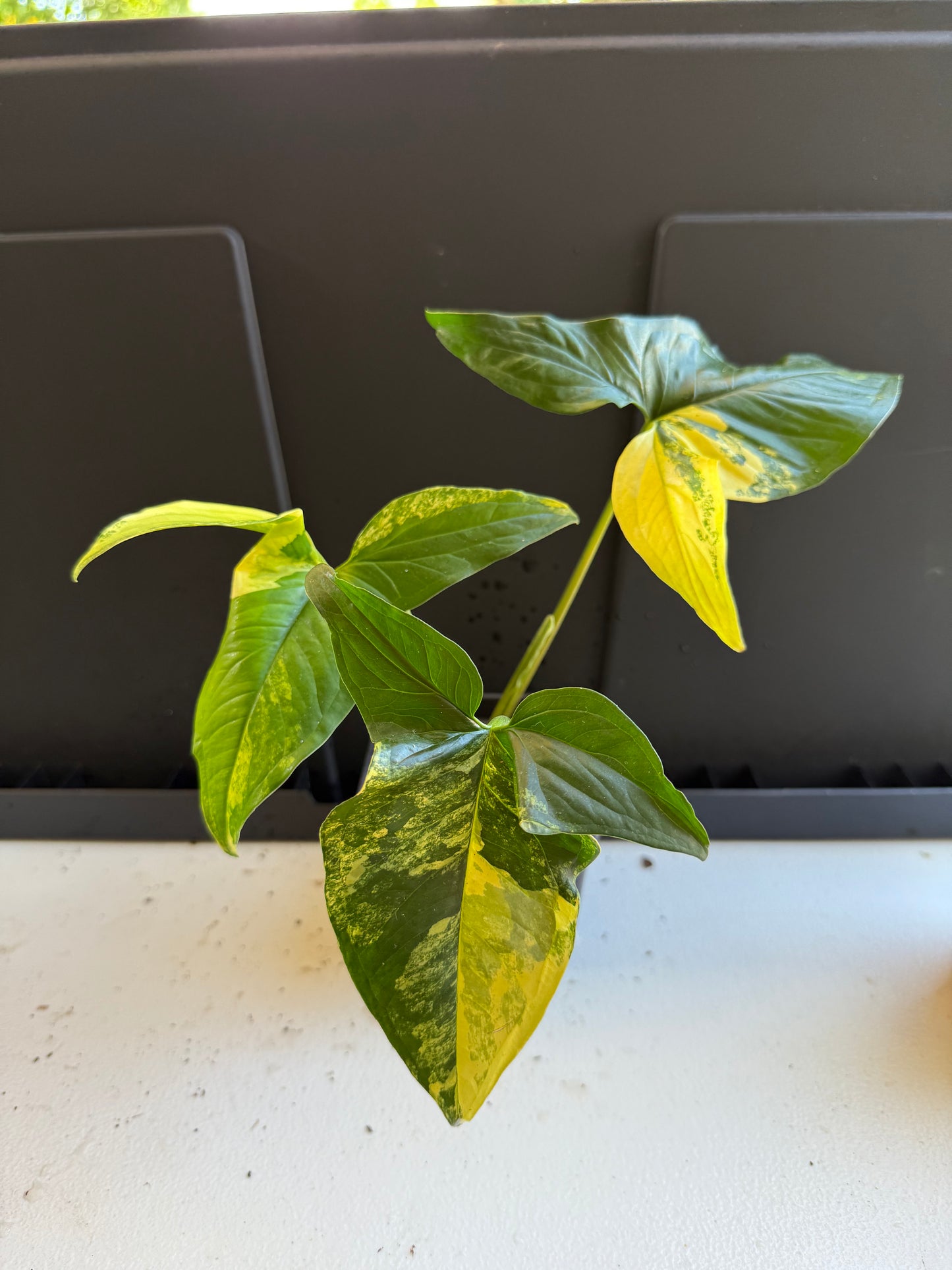 Syngonium aurea (4in)