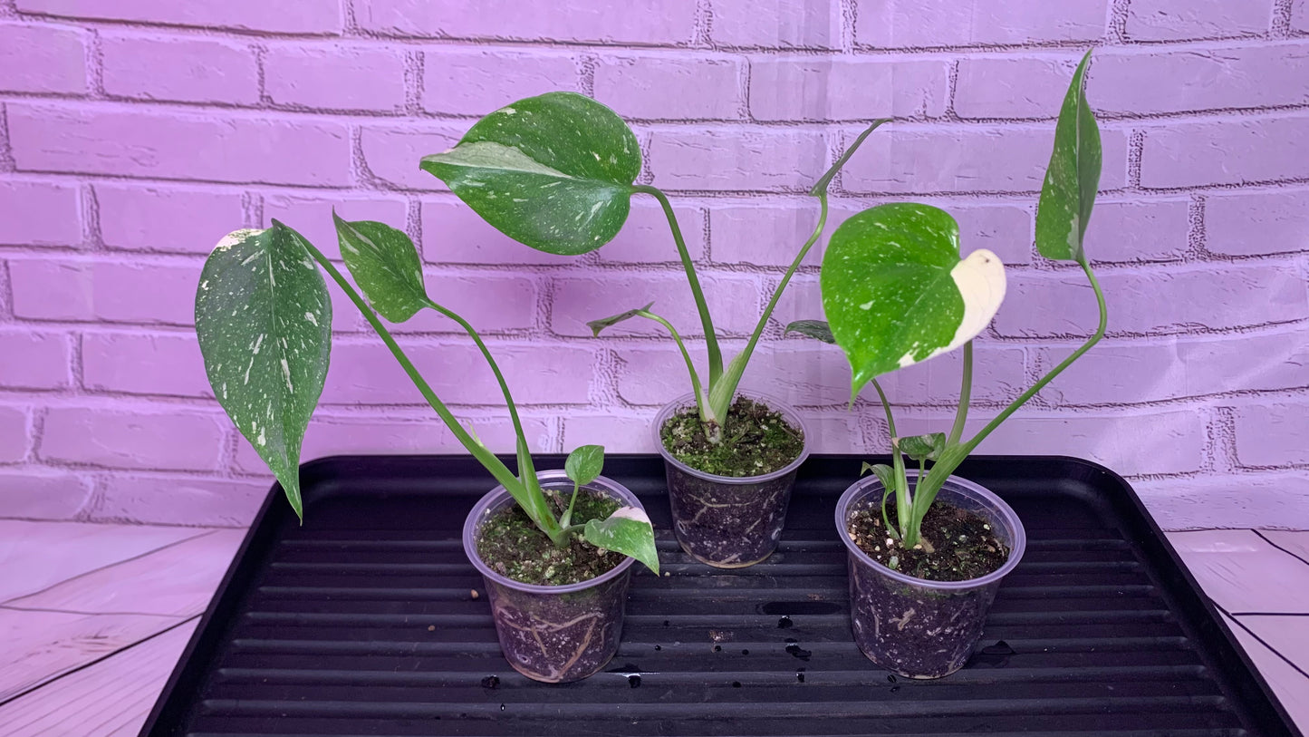 Monstera Thai Constellation (2in)