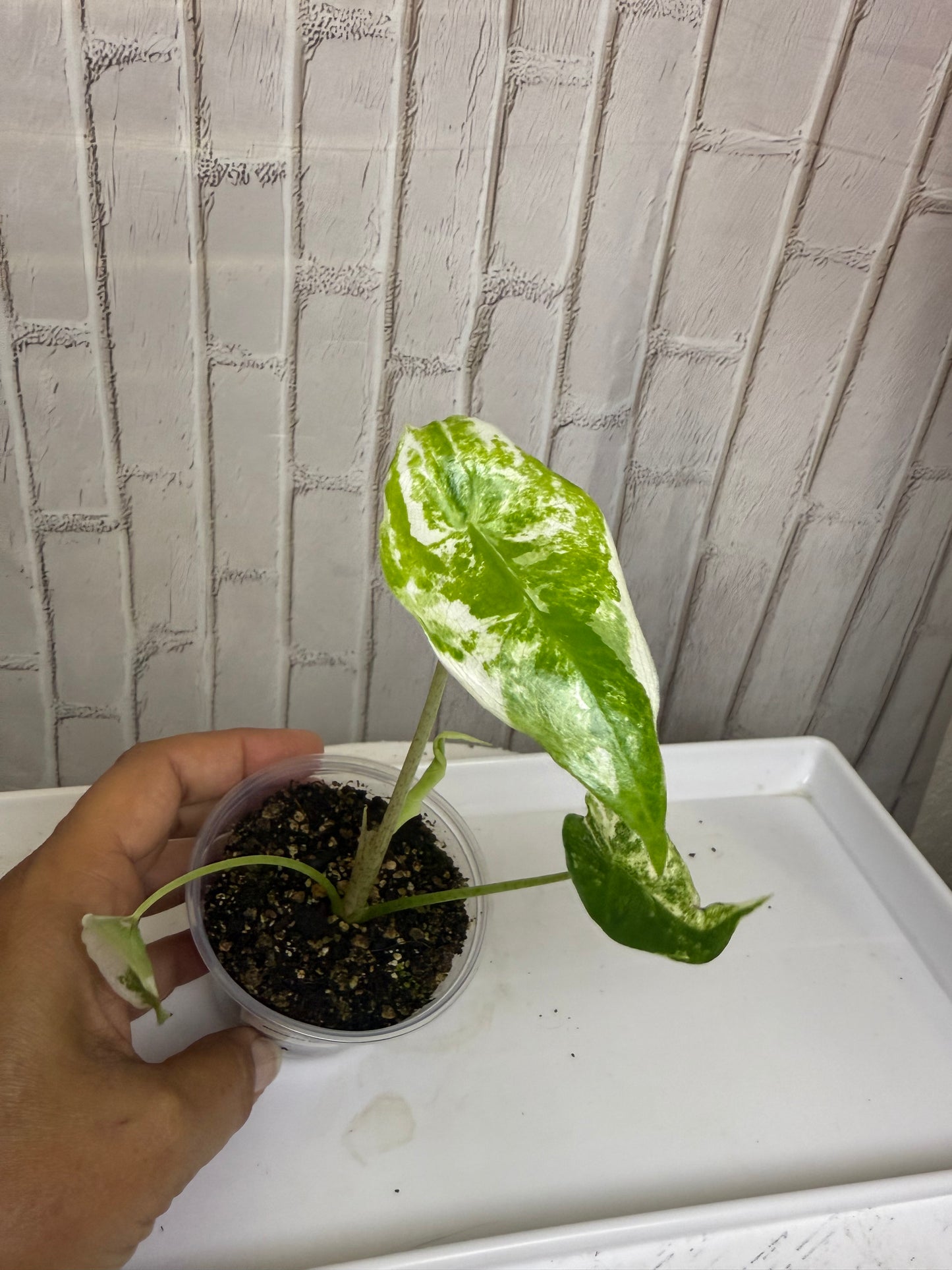 Alocasia longiloba albo (2in)