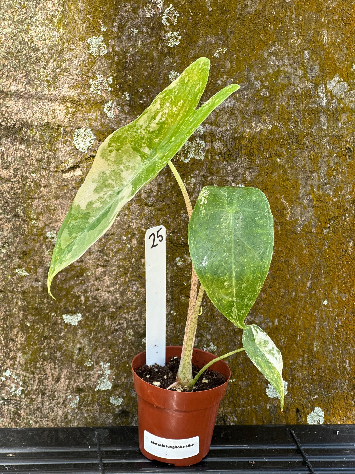 Alocasia longiloba albo (2in)