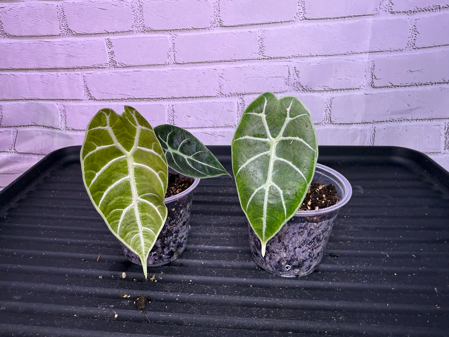 Alocasia watsoniana (2IN)