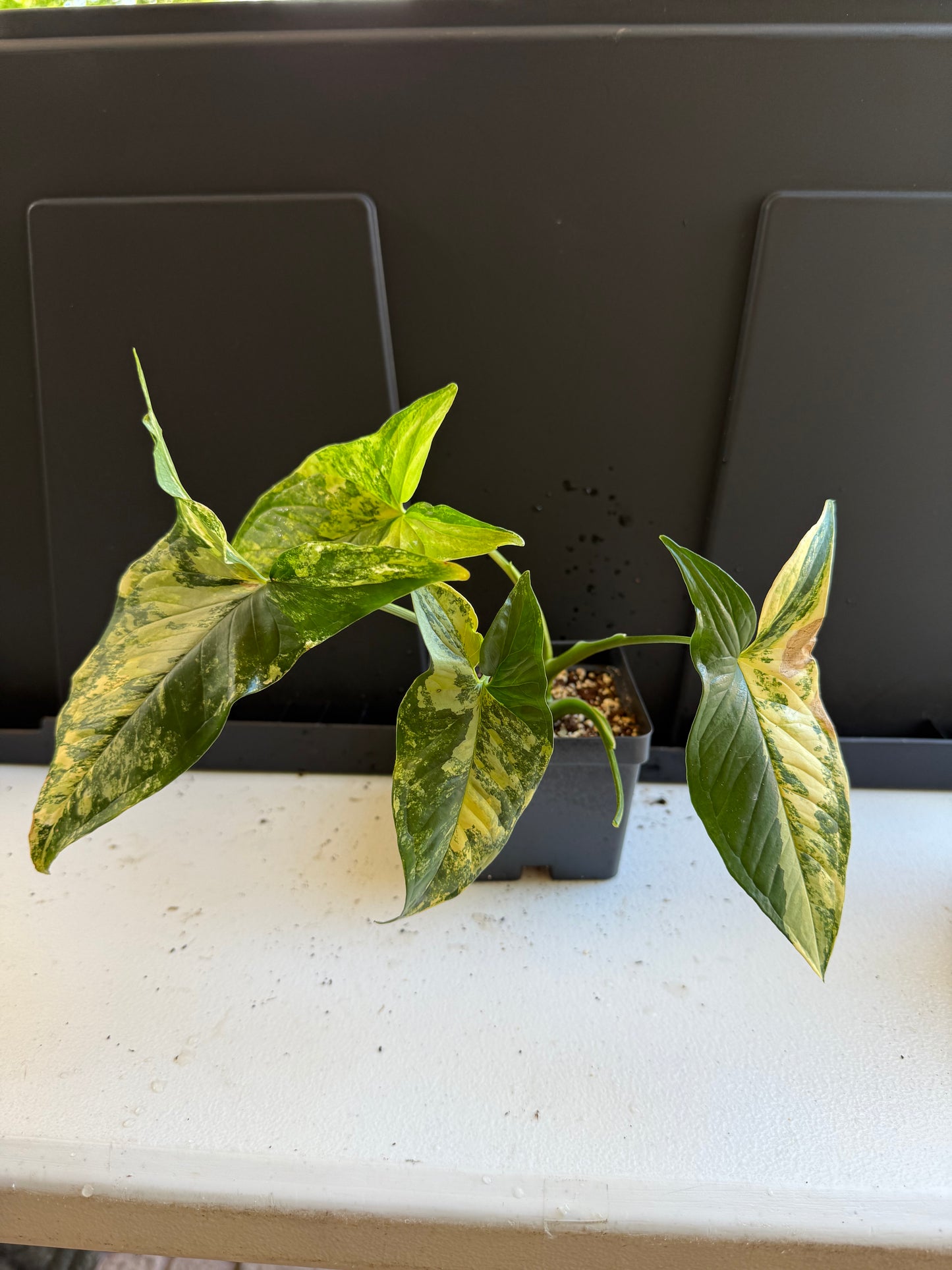 Syngonium aurea (4in)