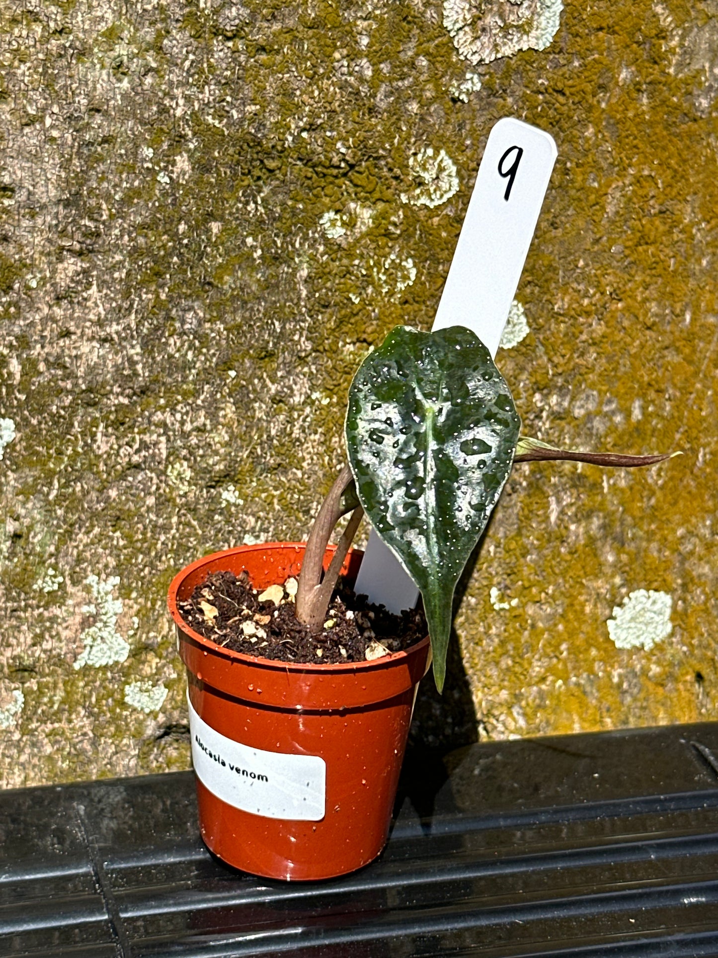 Alocasia venom (2in)