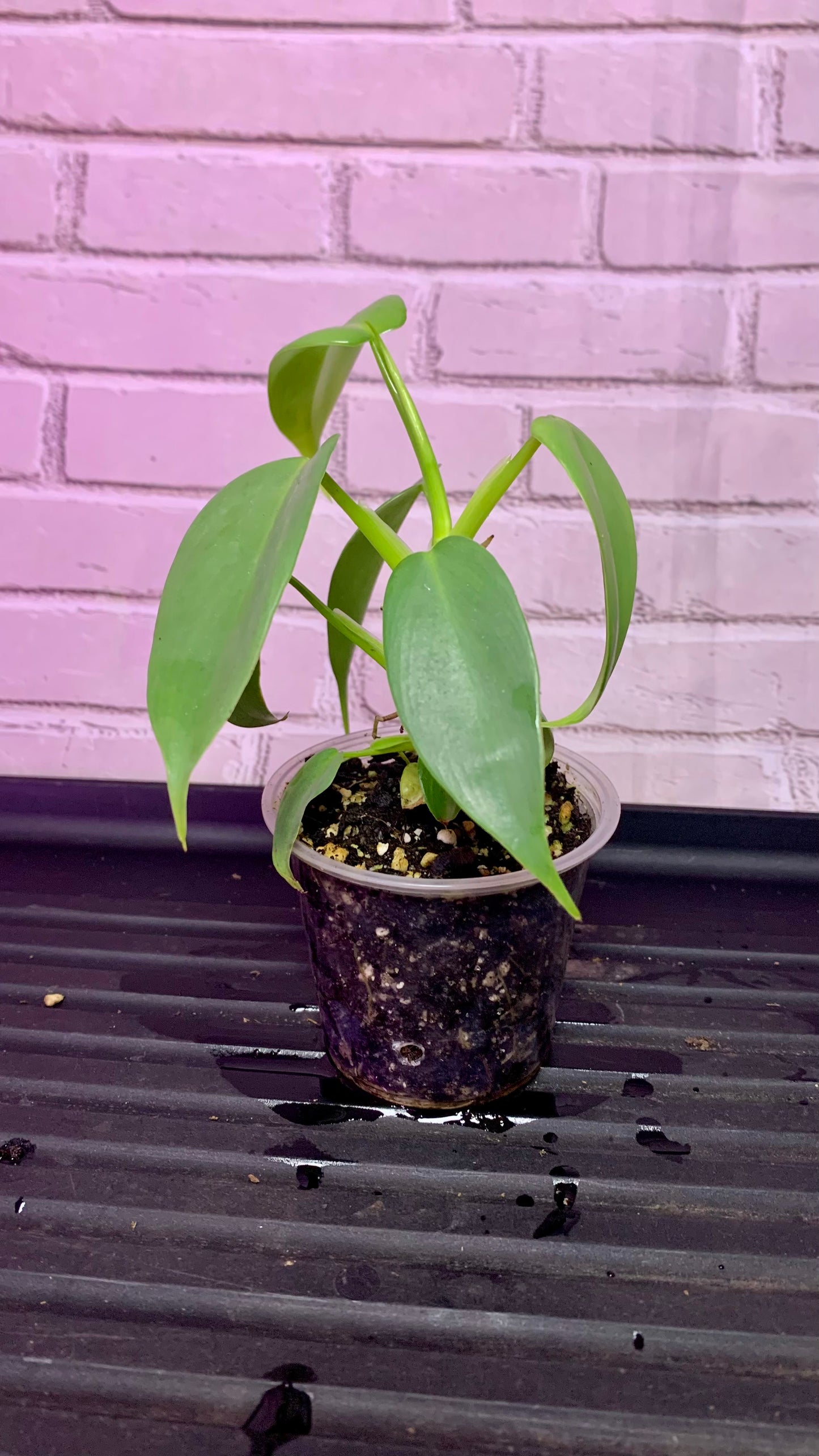 Philodendron bipennifolium