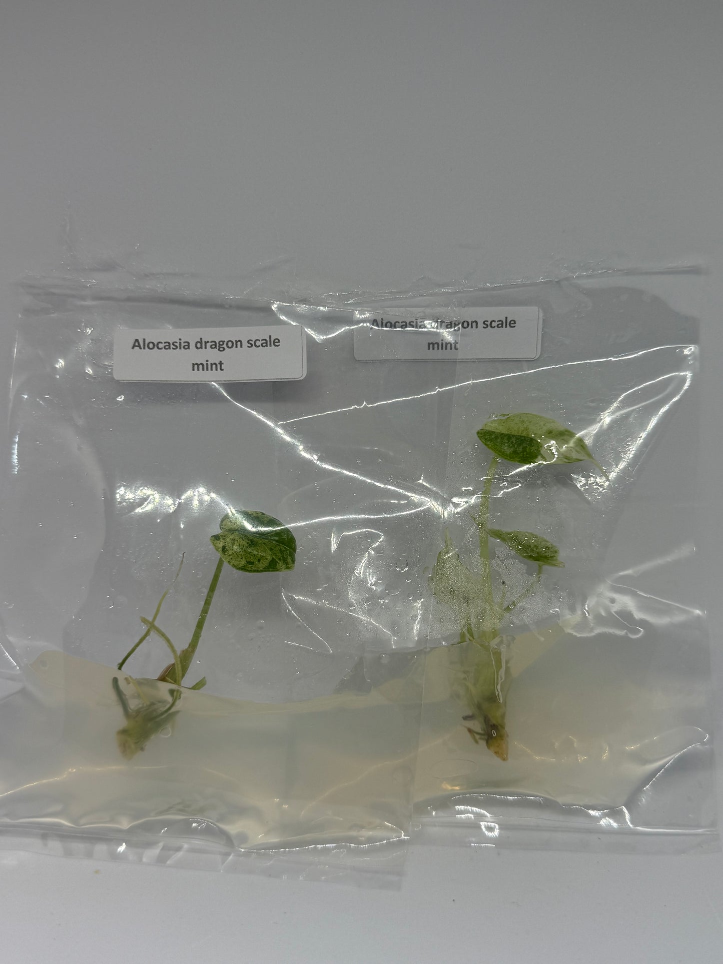 Alocasia dragon scale mint - 1 tissue culture plantlet