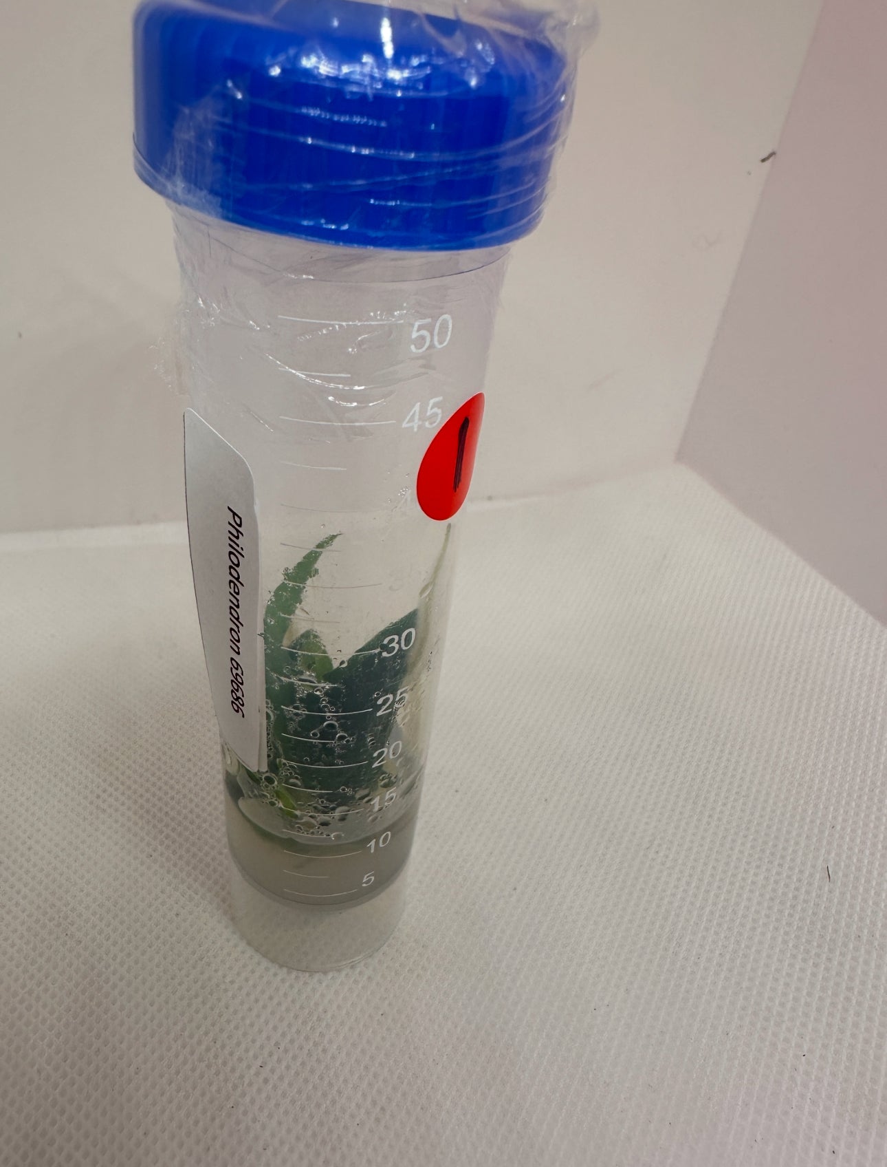 Philodendron 69686 - 1 tissue culture plantlet