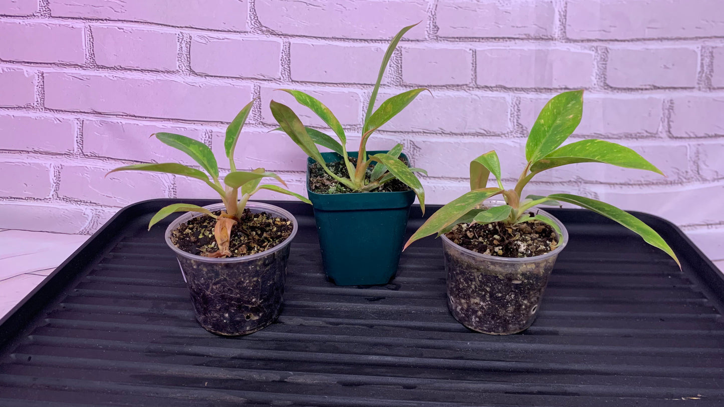 Philodendron ring of fire