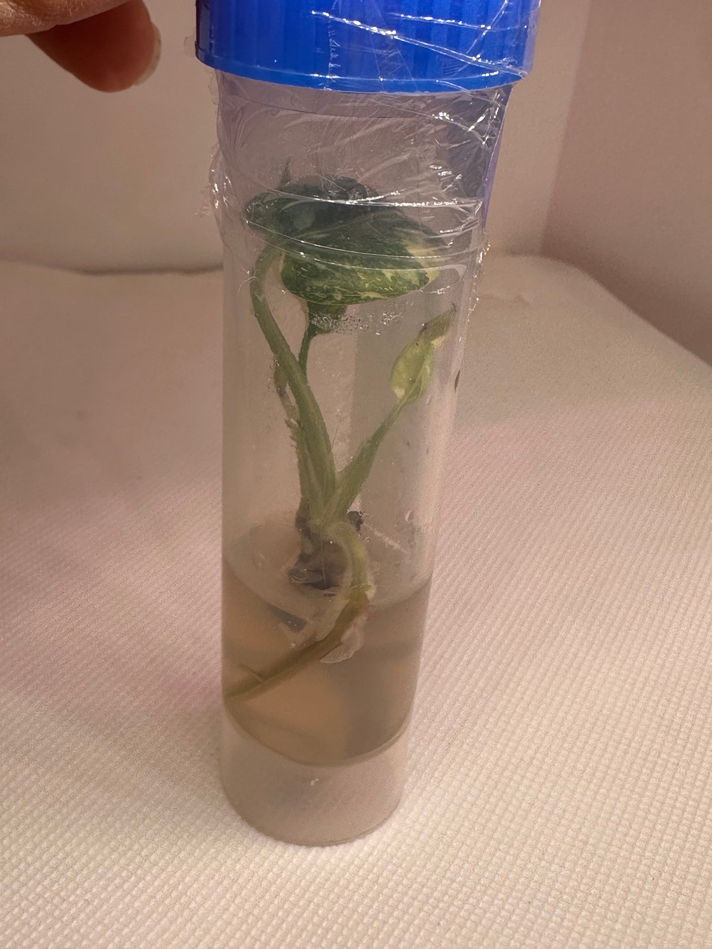 Monstera thai constellation - 1 tissue culture plantlet