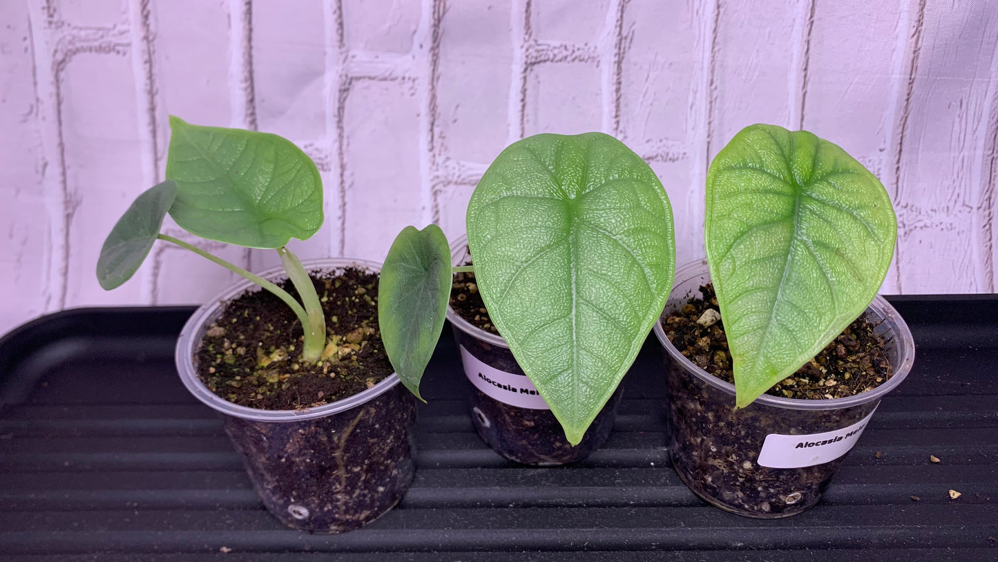 Alocasia melo (2in)