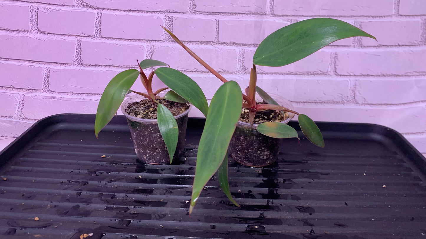 Philodendron red emerald
