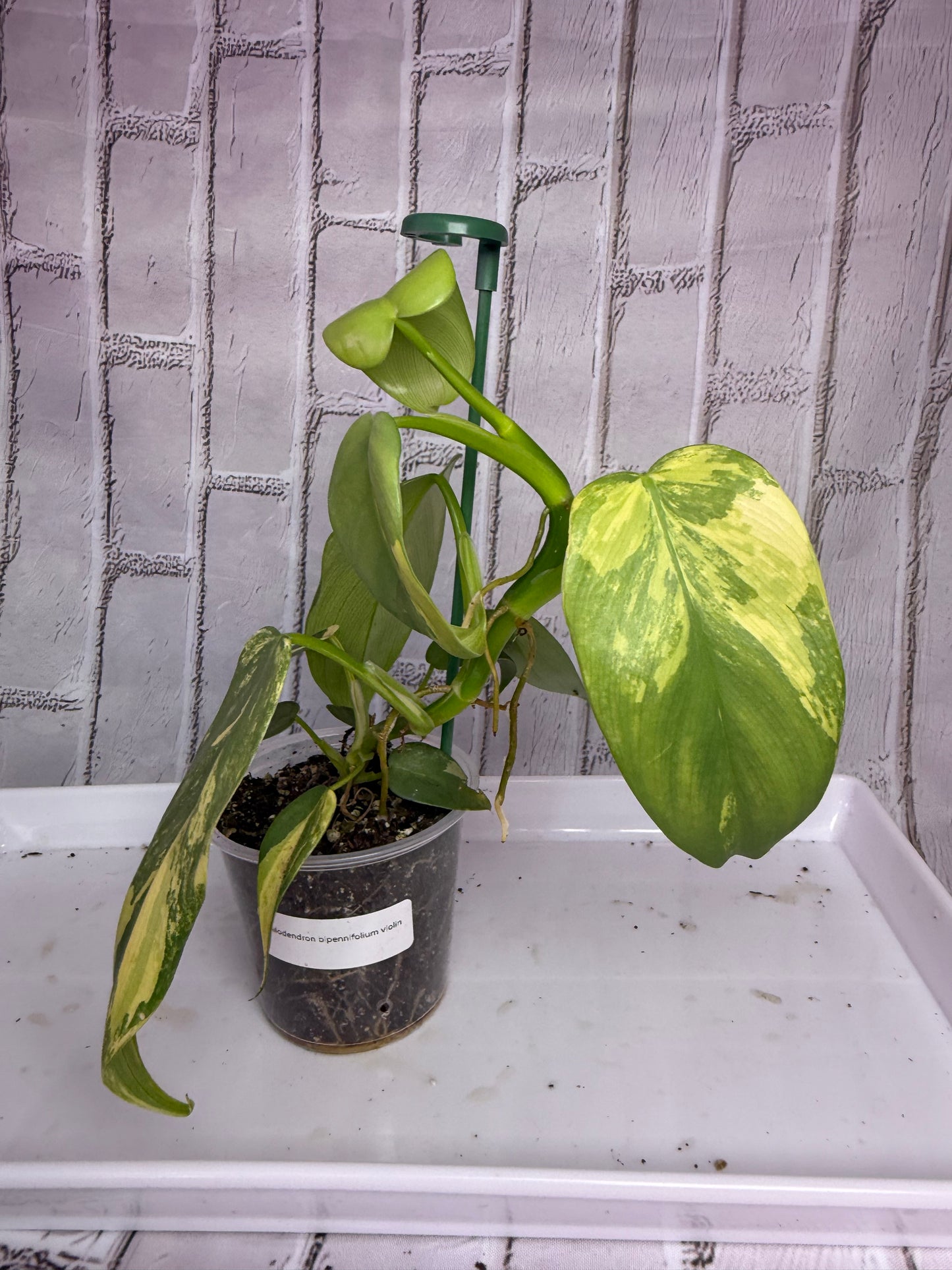 Philodendron bipennifolium variegated “violin” (2in)