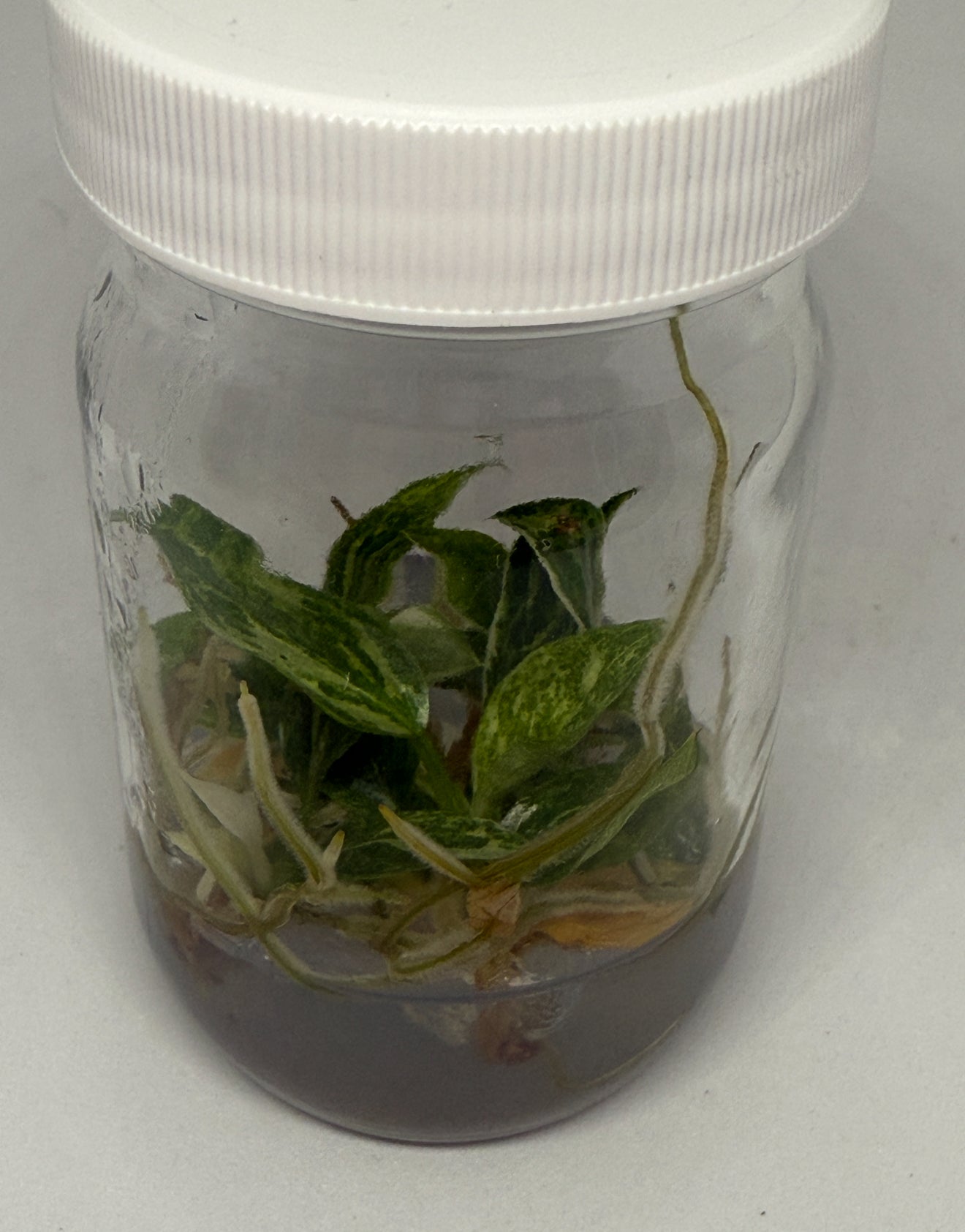 Philodendron Jose buono - tissue culture plantlets