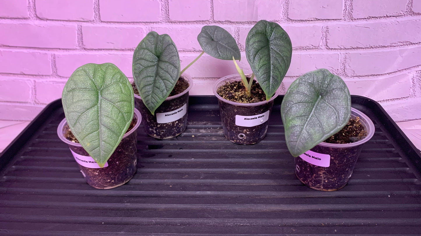 Alocasia melo (2in)