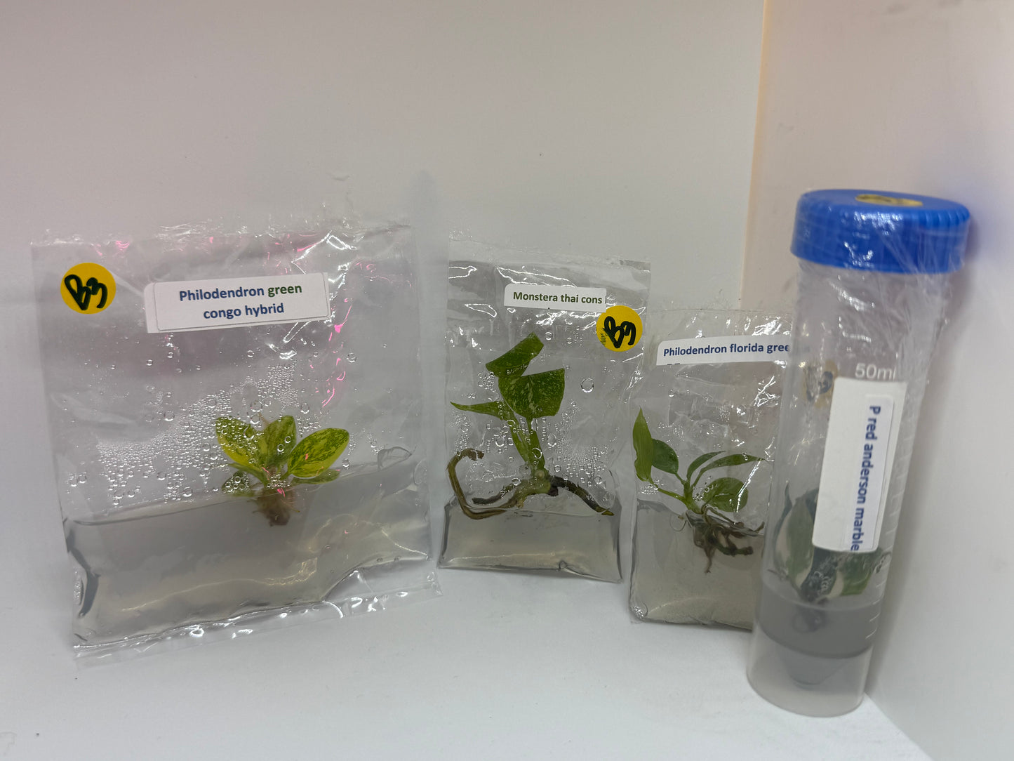 TC Jungle Bundle # 3 (Philodendron green congo hybrid, Philodendron red Anderson , Monstera thai constellation, Philodendron florida green)