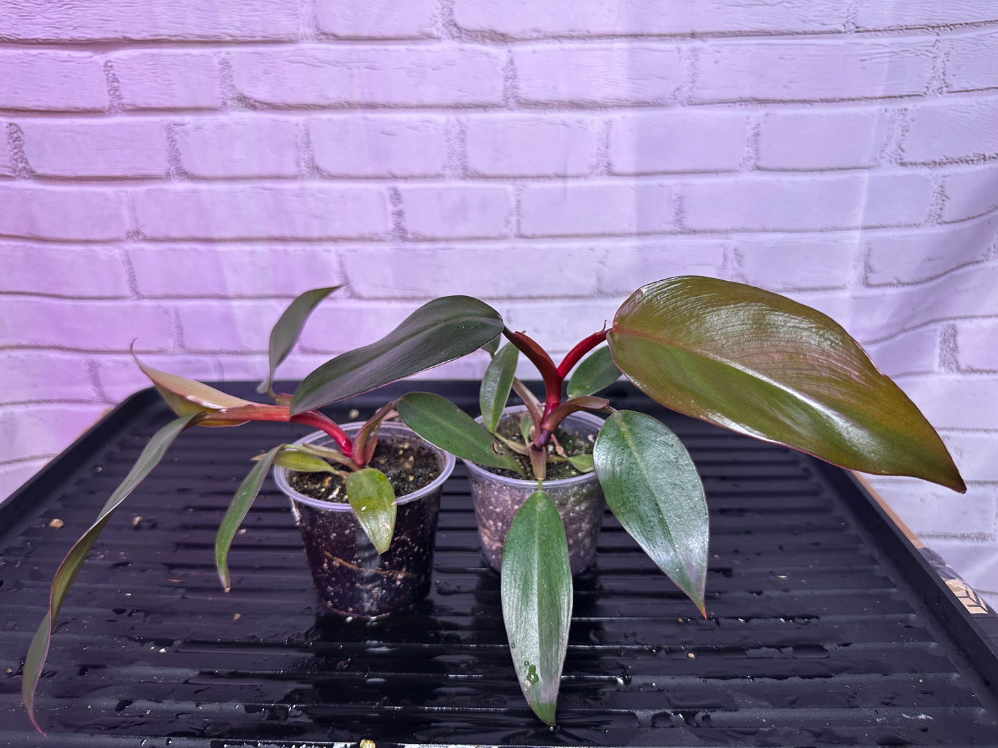 Philodendron orange princess ( no variegated) (2in)