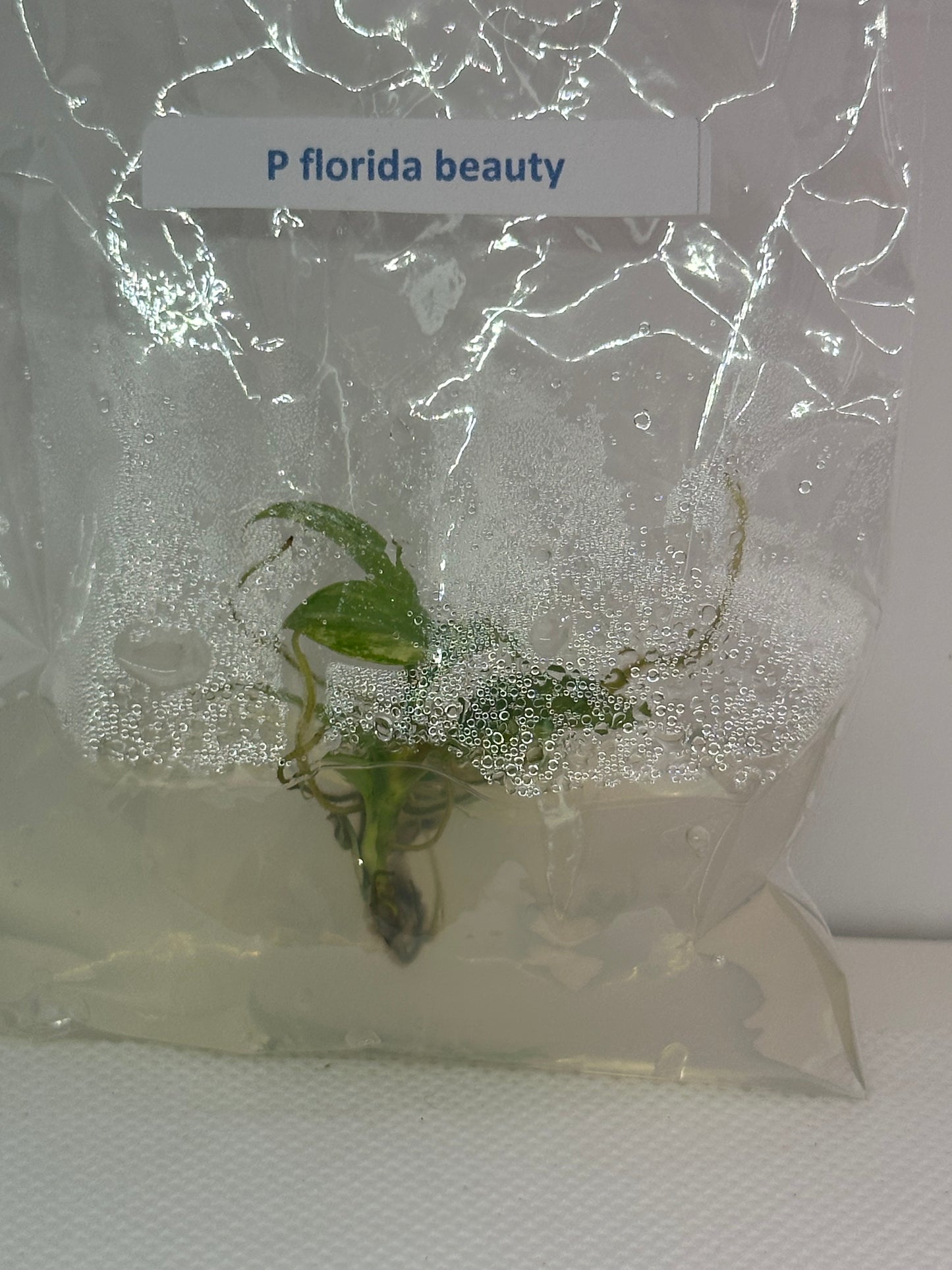 Philodendron Florida beauty - 1 tissue culture plantlet