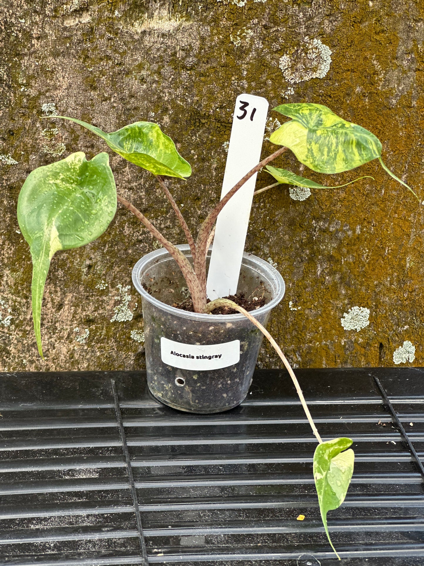 Alocasia stingray aurea (2in)