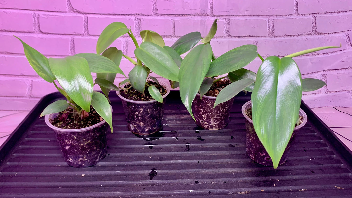 Philodendron bipennifolium