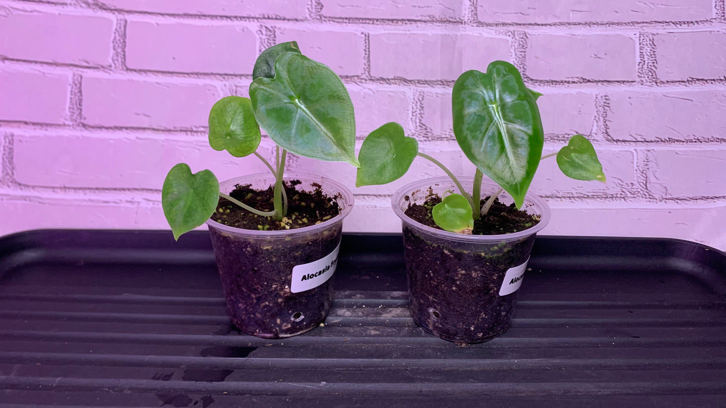 Alocasia micholitziana (green velvet)