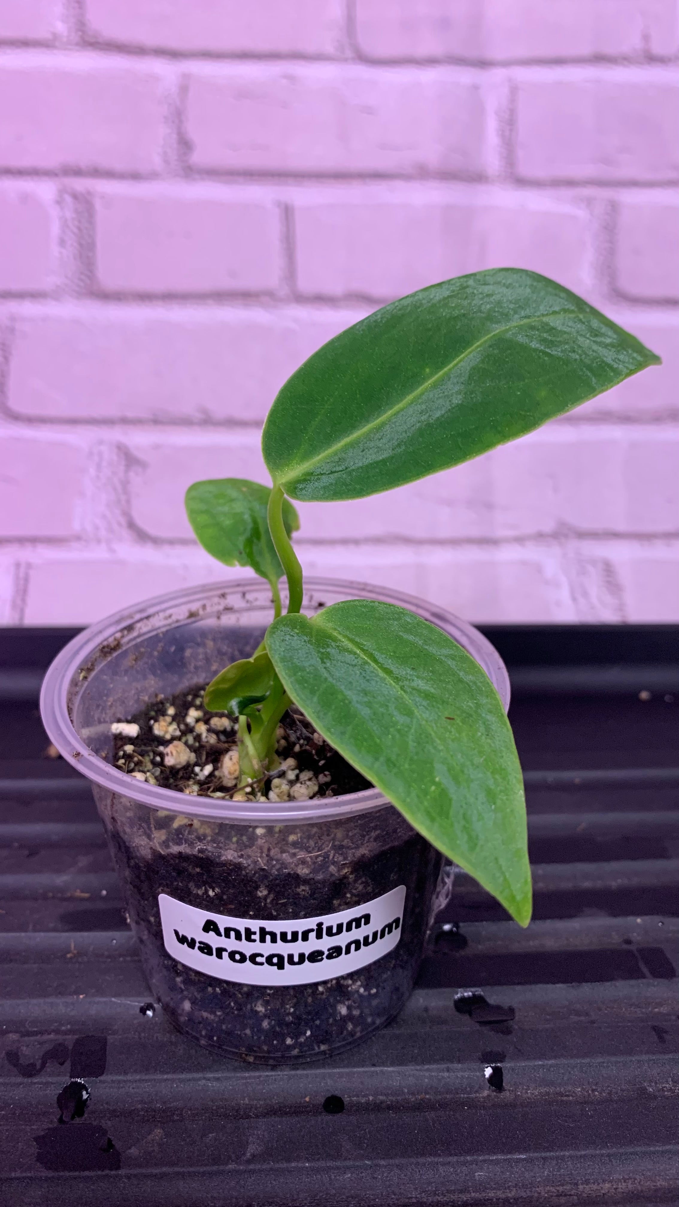 anthurium warocqueanum soil Anthurium warocqueanum (2in) – The House Jungle
