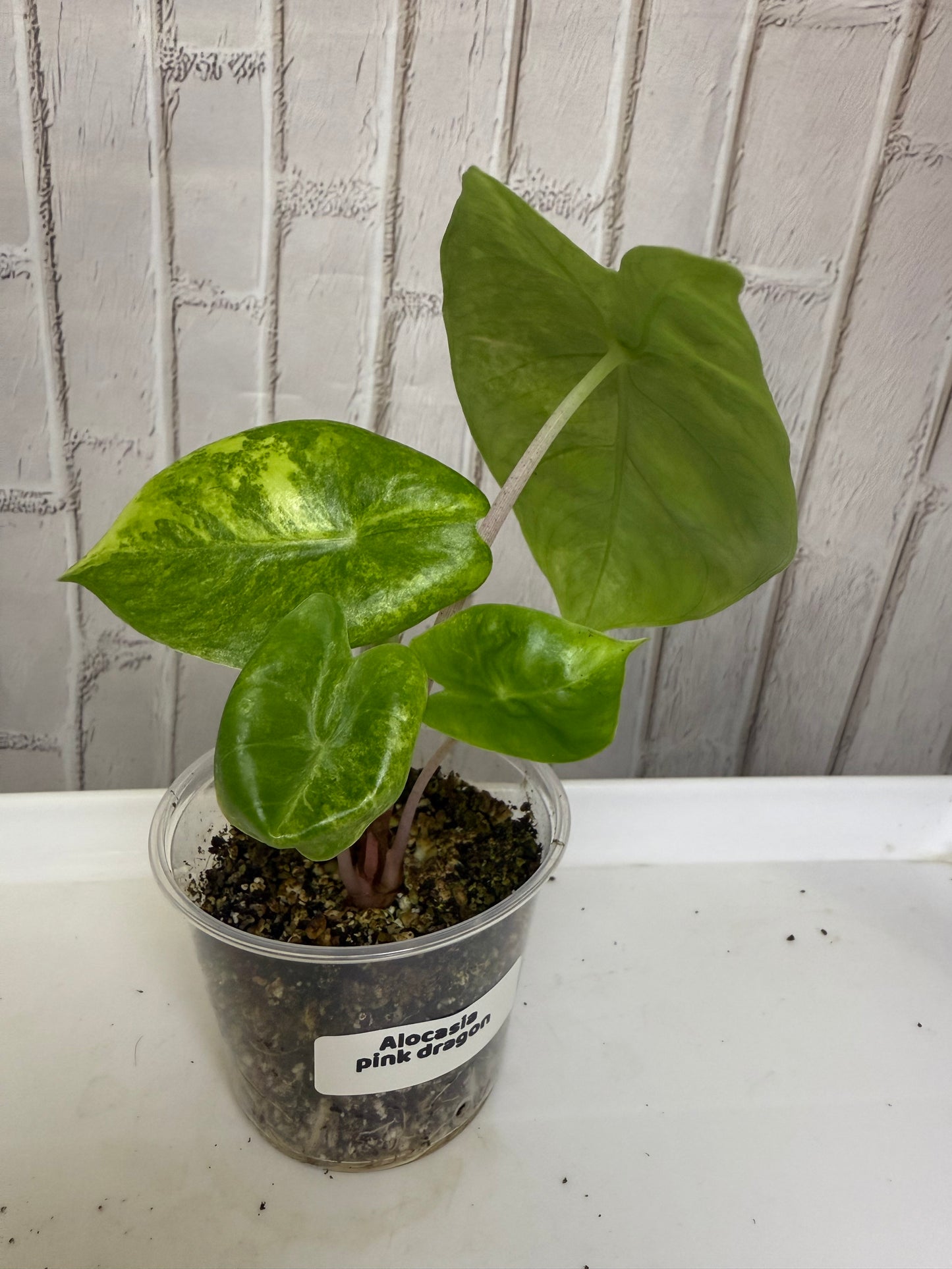 Alocasia pink dragon (2.8IN)