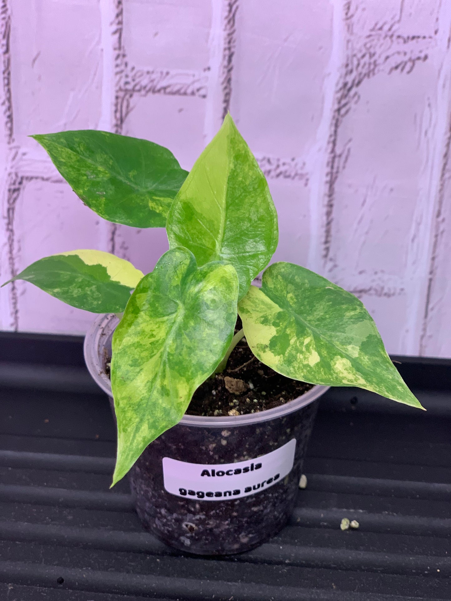 Alocasia gageana variegated (2in)