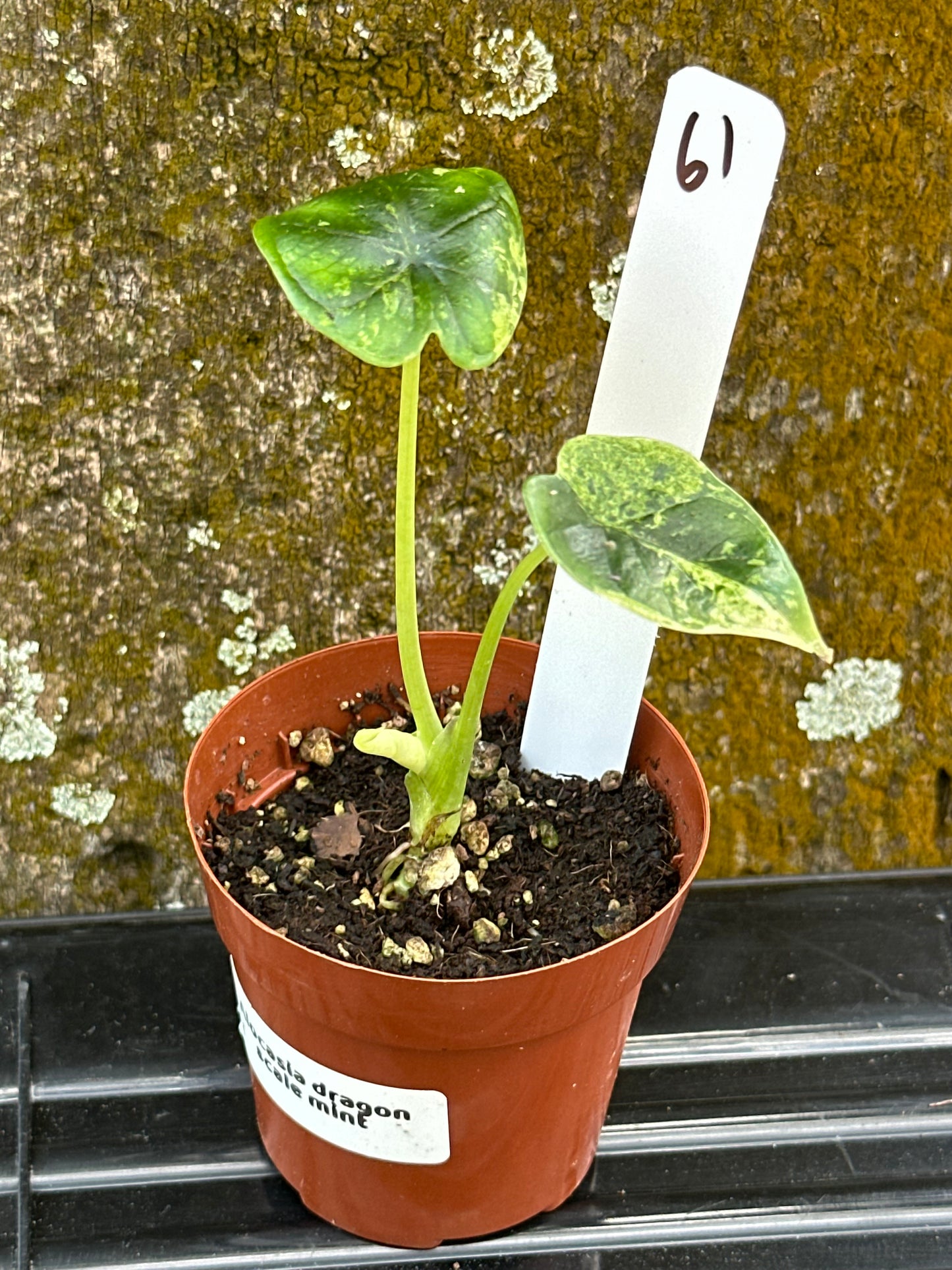 Alocasia dragon scale mint (2in)