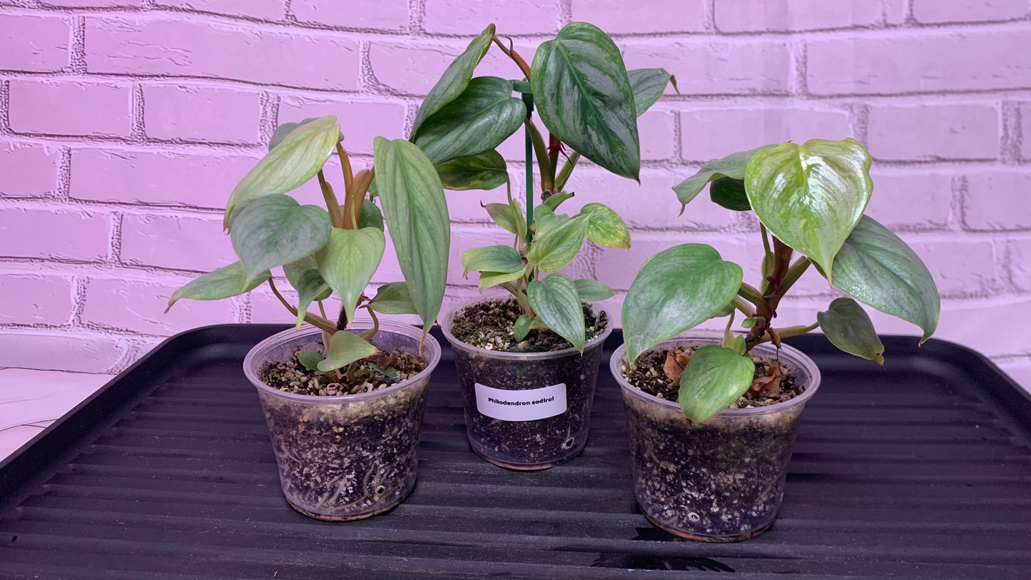 Philodendron sodiroi (2in)