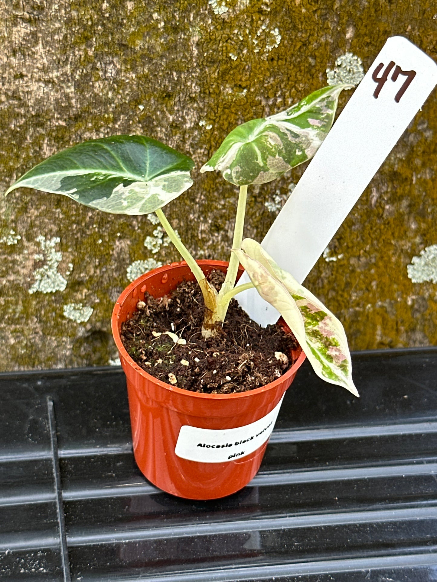 Alocasia black velvet pink variegated (2in)