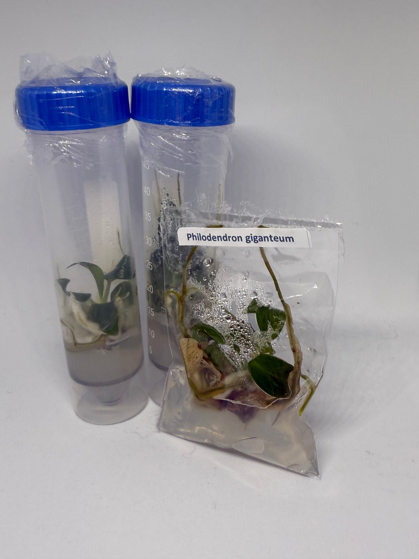 Philodendron giganteum reverted /green - tissue culture plantlets