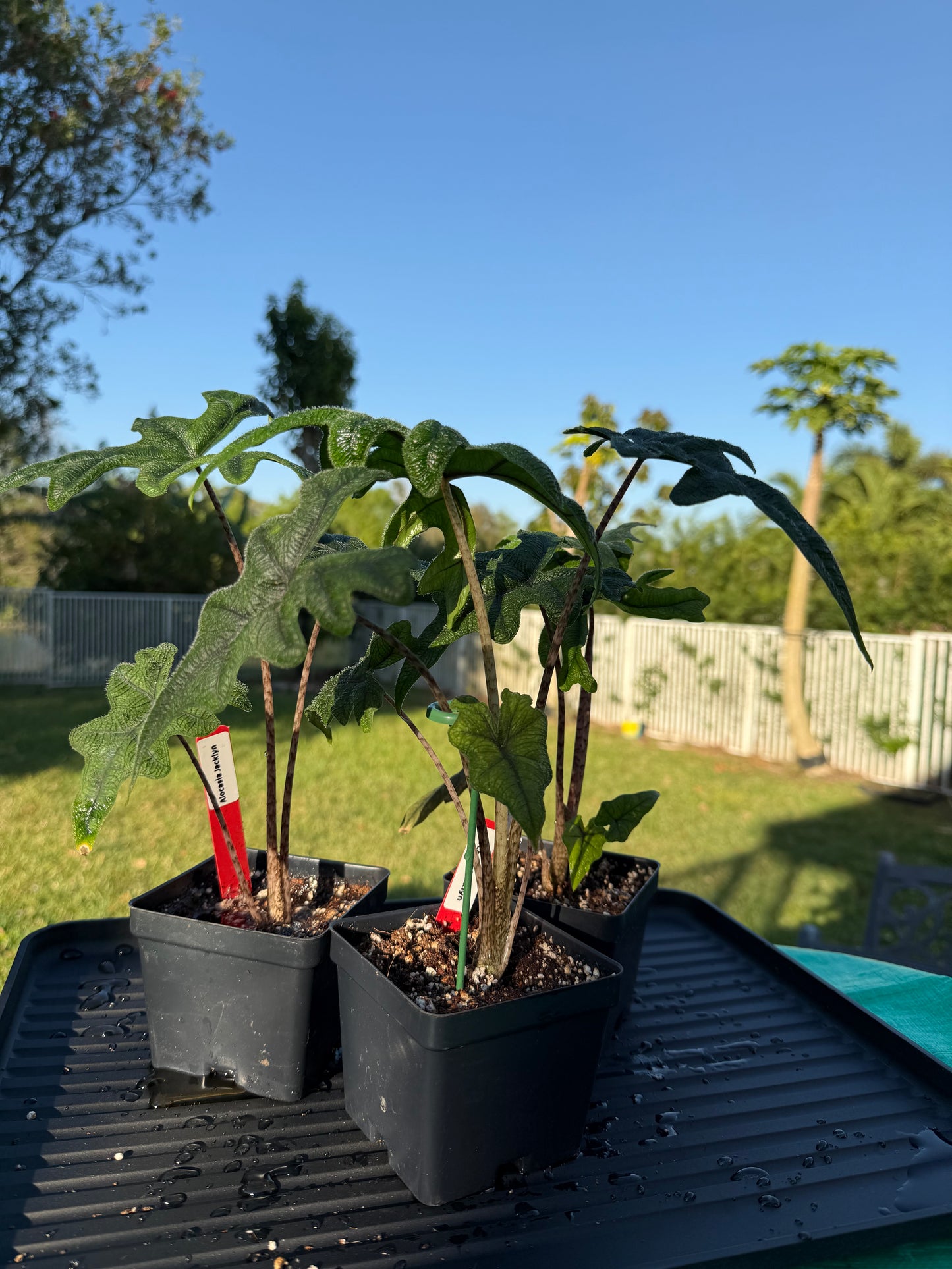 Alocasia jacklyn