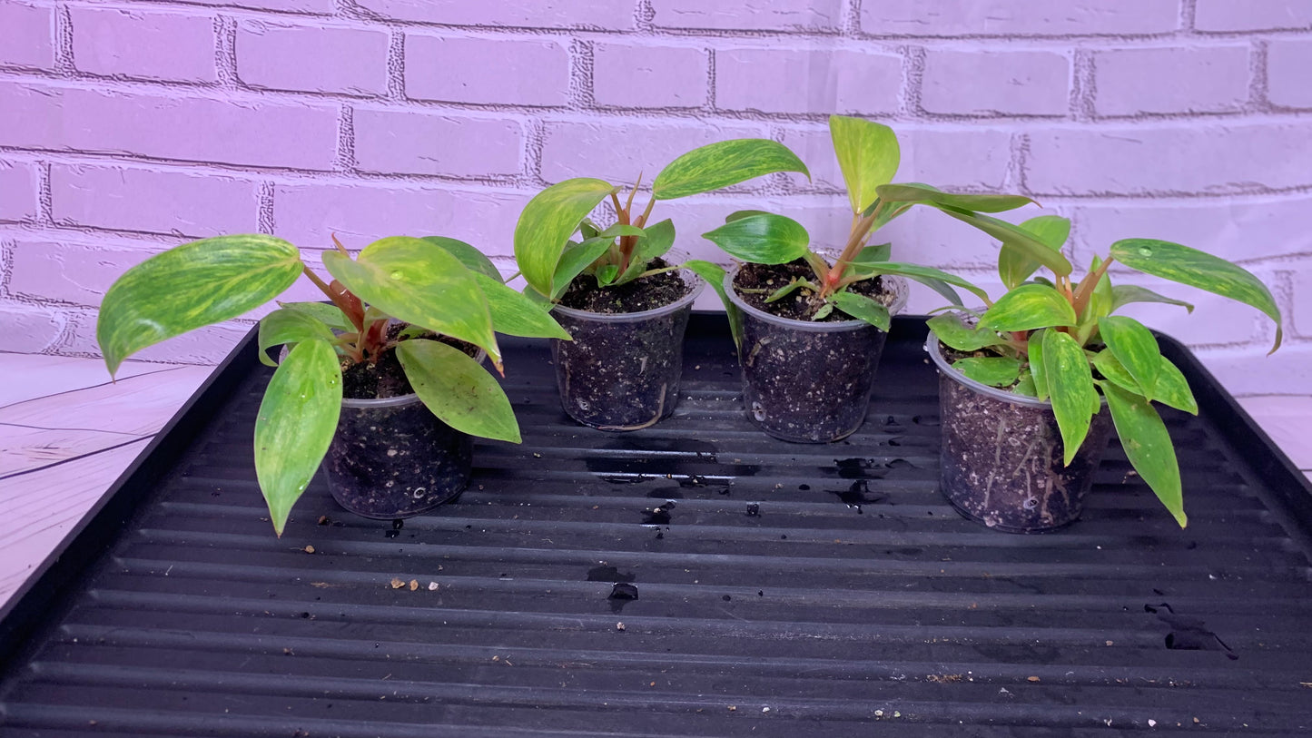 Philodendron painted lady