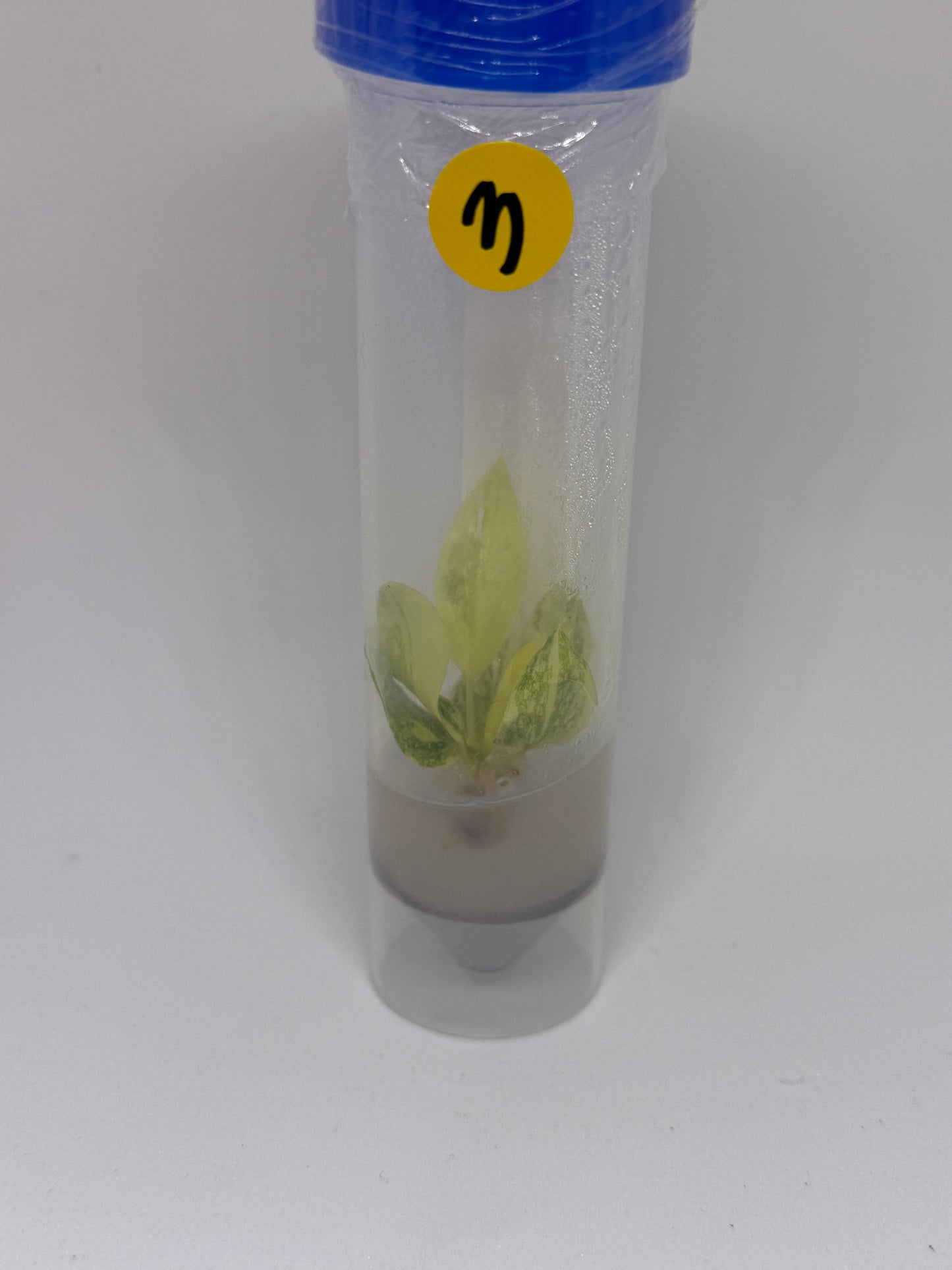 Philodendron green congo hybrid - 1 tissue culture plantlet