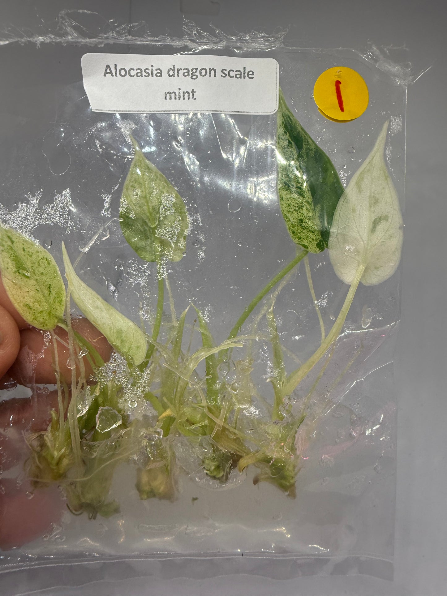 Alocasia dragon scale mint - tissue culture plantlets