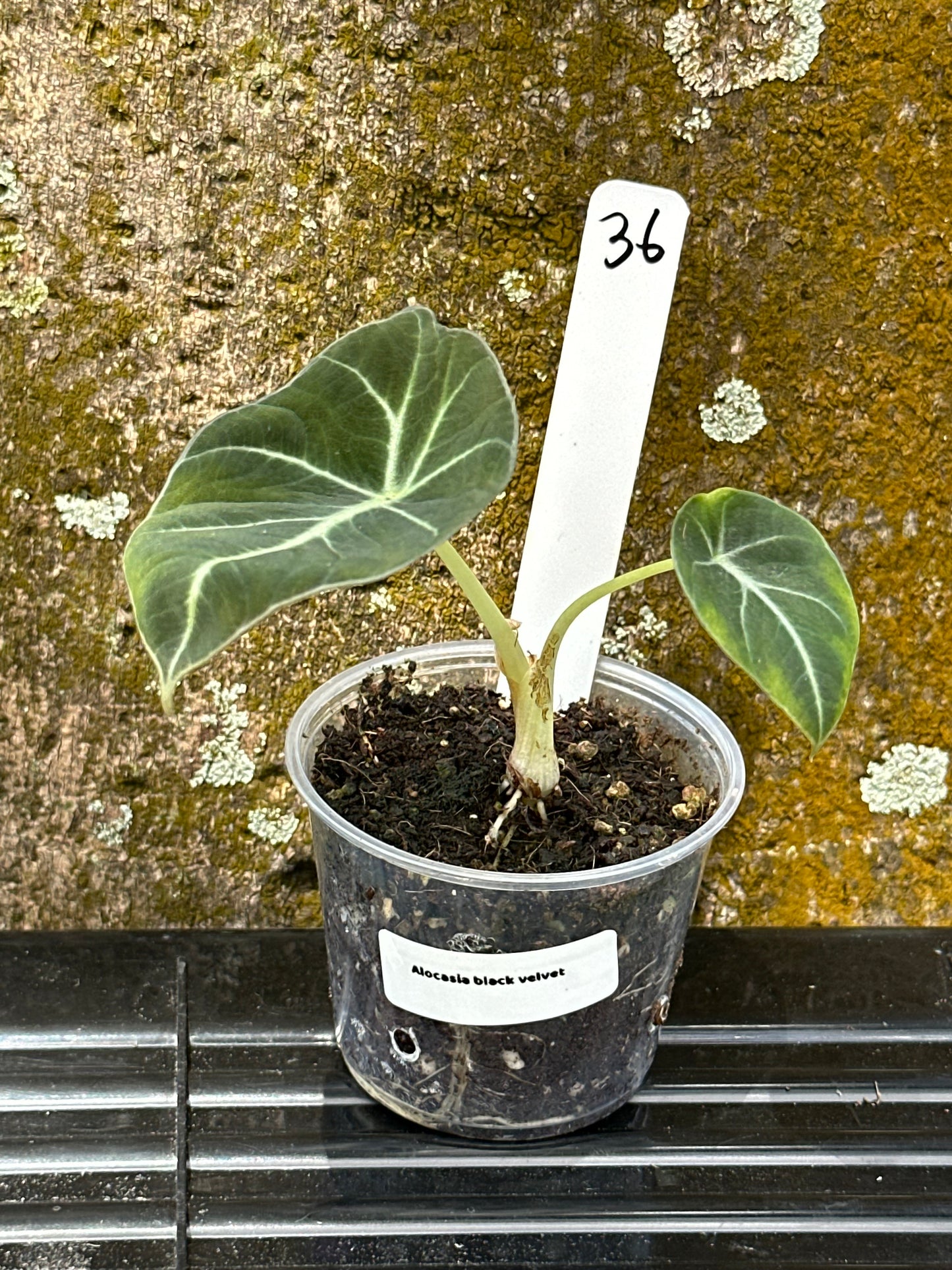 Alocasia black velvet (2in)