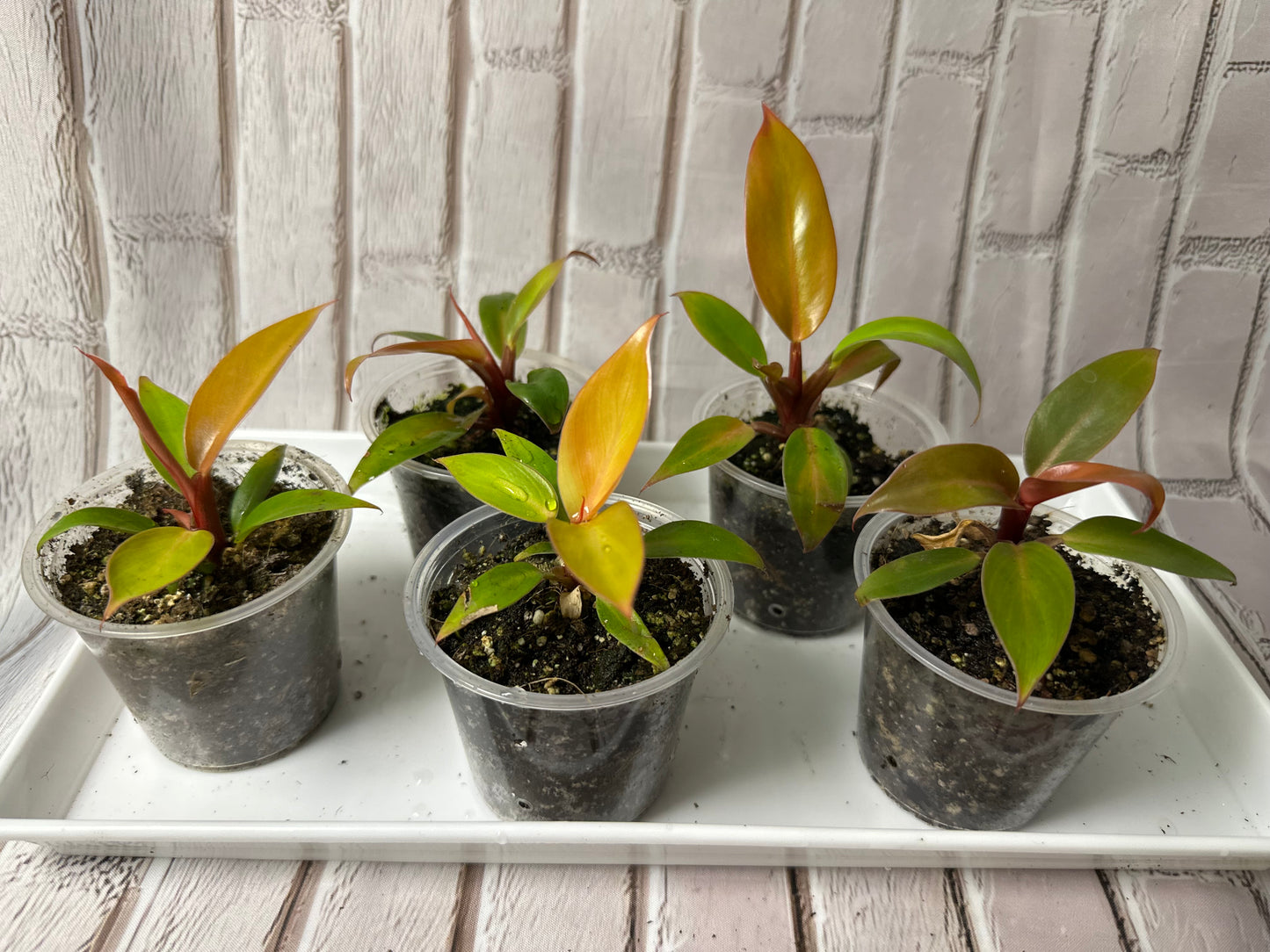 Philodendron prince of orange (2in)