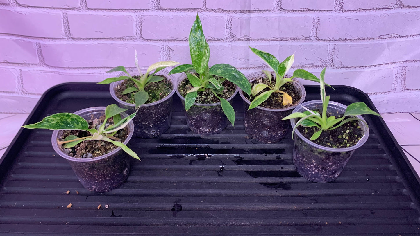 Philodendron jose Buono (2in)